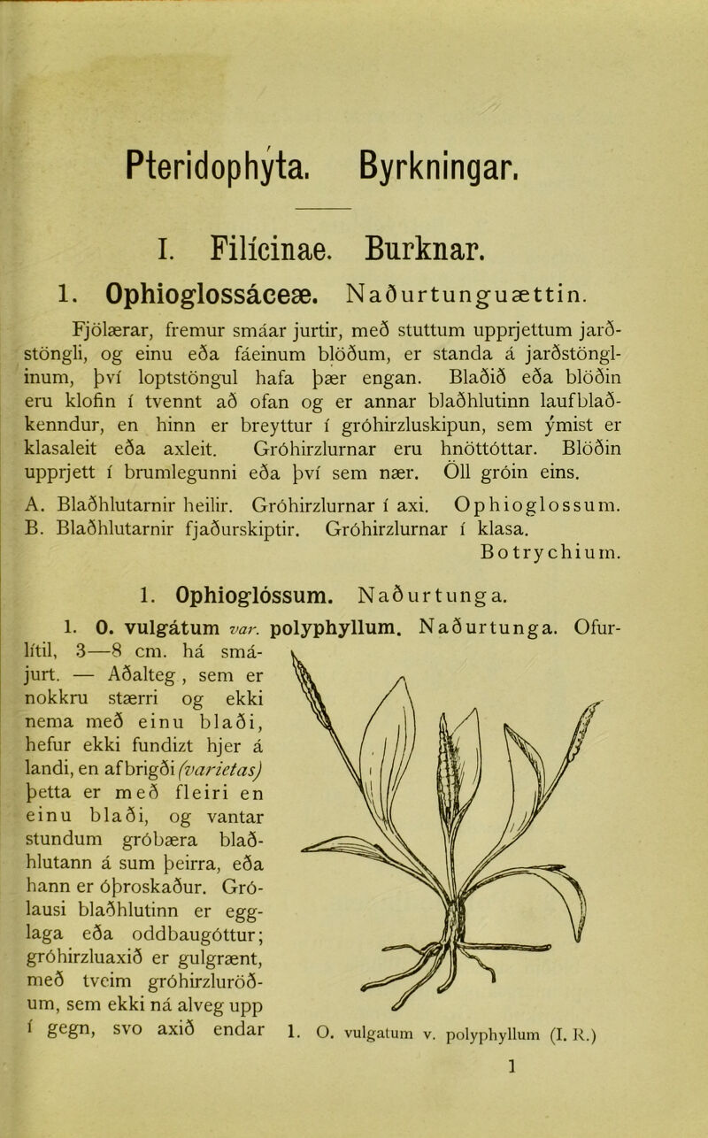 Pteridophyta. Byrkningar. I. Filícinae. Burknar. 1. Ophioglossáeeæ. Naðurtunguættin. Fjölærar, fremur smáar jurtir, með stuttum upprjettum jarð- stöngli, og einu eða fáeinum blöðum, er standa á jarðstöngl- inum, því loptstöngul hafa þær engan. Blaðið eða blöðin eru klofin í tvennt að ofan og er annar blaðhlutinn laufblað- kenndur, en hinn er breyttur í gróhirzluskipun, sem ýmist er klasaleit eða axleit. Gróhirzlurnar eru hnöttóttar. Blöðin upprjett í brumlegunni eða því sem nær. Öll gróin eins. A. Blaðhlutarnir heilir. Gróhirzlurnar í axi. Ophioglossum. B. Blaðhlutarnir fjaðurskiptir. Gróhirzlurnar í klasa. Botry e'hiuin. 1. Ophiog-lóssum. Naðurtunga. 1. 0. vulgátum var. polyphyllum. Naðurtunga. Ofur- lítil, 3—8 cm. há smá- jurt. — Aðalteg, sem er nokkru stærri og ekki nema með einu blaði, hefur ekki fundizt hjer á landi, en afbrigði (varietas) þetta er með fleiri en einu blaði, og vantar stundum gróbæra blað- hlutann á sum þeirra, eða hann er óþroskaður. Gró- lausi blaðhlutinn er egg- laga eða oddbaugóttur; gróhirzluaxið er gulgrænt, með tvcim gróhirzluröð- um, sem ekki ná alveg upp * S\o axið endar 1. o. vulgatum V. polyphyllum (I. R.)