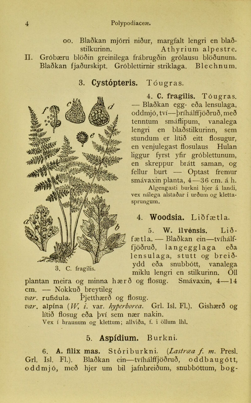 oo. Blaðkan mjórri niður, margfalt lengri en blað- stilkurinn. Athyrium alpestre. II. Gróbæru blöðin greinilega frábrugðin grólausu blöðunum. Blaðkan fjaðurskipt. Gróblettirnir striklaga. Blechnum. 3. Cystópteris. Tóugras. 4. C. fragilis. Tóugras. — Blaðkan egg- eða lensulaga, oddmjó, tví—þríhálffjöðruð, með tenntum smáflipum, vanalega lengri en blaðstilkurinn, sem stundum er lítið eitt flosugur, en venjulegast flosulaus Hulan liggur fyrst yfir gróblettunum, en skreppur brátt saman, og fellur burt — Optast fremur smávaxin planta, 4—36 cm. á h. Algengasti burkni hjer á landi, vex nálega alstaðar í urðum og kletta- sprungum. 4. Woodsia. Liðfætla. 5. W. ilvénsis. Lið- fætla. — Blaðkan ein—tvíhálf- fjöðruð, langegglaga eða lensulaga, stutt og breið- ydd eða snubbótt, vanalega miklu lengri en stilkurinn. Öll plantan meira og minna hærð og flosug. Smávaxin, 4—14 cm. — Nokkuð breytileg var. rufidula. Þjetthærð og flosug. var. alpína (W, i. var. hyperborca. Grl. Isl. Fl.). Gishærð og lítið flosug eða því sem nær nakin. Vex í hraunum og klettum; allvíða, f. i öllum lhl. 5. Aspídium. Burkni. 6. A. filix mas. Stóriburkni. (.Lastrœa f. m. Presl. Grl. Isl. Fl.). Blaðkan ein—tvíhálffjöðruð, oddbaugótt, oddmjó, með hjer um bil jafnbreiðum, snubbóttum, bog- 3, C. fragilis.