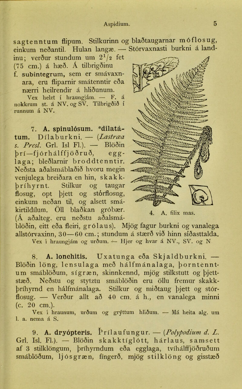 sagtenntum flipum. Stilkurinn og blaðtaugarnar móflosug, einkum neðantil. Hulan langæ. — Stórvaxnasti burkni á land- inu; verður stundum um 2^/2 fet (75 cm.) á hæð. Á tilbrigðinu f. subintegrum, sem er smávaxn- ara, eru fliparnir smátenntir eða nærri heilrendir á hliðunum. Vex helzt í hraungjám. — F. á nokkrum st. á NV. og SV. Tilbrigðið í runnum á NV. 7. A. spinulósum. *dilatá- tum. Dílaburkni. — (.Lastræa s. Presl. Grl. Isl Fl.). — Blöðin þrí—fjórhálffjöðruð, egg- laga; bleðlarnir broddtenntir. Neðsta aðalsmáblaðið hvoru megin venjulega breiðara en hin, skakk- þríhyrnt. Stilkur og taugar flosug, opt þjett og stórflosug, einkum neðan til, og alsett smá- kirtildílum. Öll blaðkan gróbær. (Á aðalteg. eru neðstu aðalsmá- blöðin, eitt eða fleiri, grólaus). Mjög fagur burkni og vanalega allstórvaxinn, 30—60 cm.; stundum á stærð við hinn síðasttalda. Vex í hraungjám og urðum. — Hjer og hvar á NV., SV. og N 8. A. lonehitis. Uxatunga eða Skjaldburkni. — Blöðin löng, lensulaga með hálfmánalaga, þorntennt- um smáblöðum, sígræn, skinnkennd, mjög stilkstutt og þjett- stæð. Neðstu og stytztu smáblöðin eru öllu fremur skakk- þríhyrnd en hálfmánalaga. Stilkur og miðtaug þjett og stór- flosug. — Verður allt að 40 cm. á h., en vanalega minni (c. 20 cm.). Vex í hraunum, urðum og grýttum hliðum. — Má heita alg. um 1. a. nema á S. 9. A. dryópteris. Þrílaufungur. — (Polypodium d. L. Grl. Isl. Fl.). — Blöðin skakktíglótt, hárlaus, samsett af 3 stilklöngum, þríhyrndum eða egglaga, tvíhálífjöðruðum smáblöðum, ljósgræn, fíngerð, mjög stilklöng og gisstæð