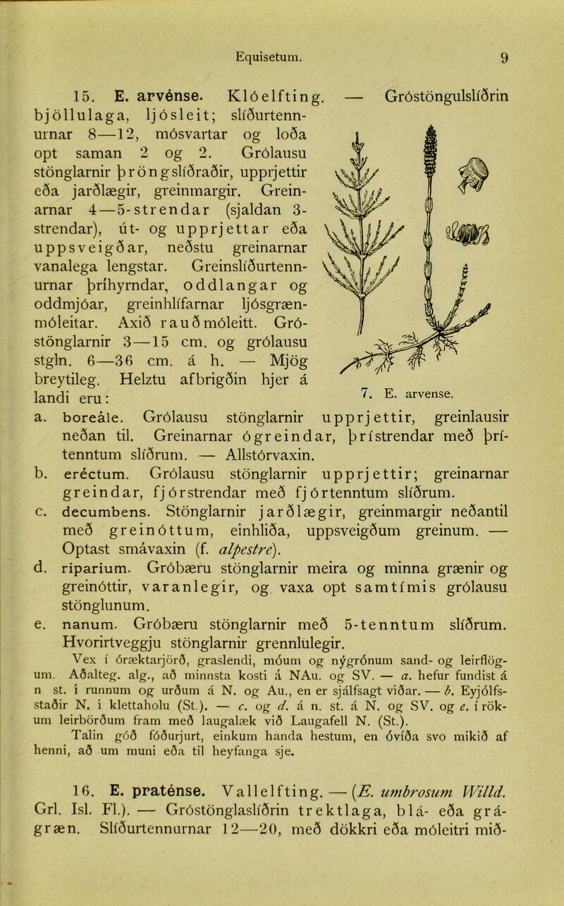 15. E. arvónse. Klóelfting. — Gróstöngulslíðrin bjöllulaga, ljósleit; slíðurtenn- urnar 8—12, mósvartar og loða opt saman 2 og 2. Grólausu stönglarnir þröngslíðraðir, upprjettir eða jarðlægir, greinmargir. Grein- arnar 4 — 5-strendar (sjaldan 3- strendar), út- og upprjettar eða uppsveigðar, neðstu greinarnar vanalega lengstar. Greinslíðurtenn- urnar þríhyrndar, oddlangar og oddmjóar, greinhlífarnar ljósgræn- móleitar. Axið rauðmóleitt. Gró- stönglarnir 3—15 cm. og grólausu stgln. 6—36 cm. á h. — Mjög breytileg. Helztu afbrigðin hjer á landi eru: a. boreále. Grólausu stönglarnir neðan til. Greinarnar ógreindar, þrístrendar með þrí- tenntum slíðrum. — Allstórvaxin. b. eréctum. Grólausu stönglarnir upprjettir; greinarnar greindar, fjórstrendar með fjórtenntum slíðrum. c. decumbens. Stönglarnir jarðlægir, greinmargir neðantil með greinóttum, einhliða, uppsveigðum greinum. — Optast smávaxin (f. alpestré). d. riparium. Gróbæru stönglarnir meira og minna grænir og greinóttir, varanlegir, og vaxa opt samtímis grólausu stönglunum. e. nanum. Gróbæru stönglarnir með 5-tenntum slíðrum. Hvorirtveggju stönglarnir grennlulegir. Vex í óræktarjörð, graslendi, móum og nýgTÓnum sand- og leirflög- um. Aðalteg. alg., að minnsta kosti á NAu. og SV. — a. hefur fundist á n st. í runnum og urðum á N. og Au., en er sjálfsagt viðar. — b. Eyjólfs- staðir N. i klettaholu (St.). — c. og d. á n. st. á N. og SV. og e. í rök- um leirbörðum fram með laugalæk við Laugafell N. (St.). Talin góð fóðurjurt, einkum handa hestum, en óvíða svo mikið af henni, að um muni eða til heyfanga sje. 16. E. praténse. Vallelfting. — [E. umbrosum Willd. Grl. Isl. Fl.). — Gróstönglaslíðrin trektlaga, blá- eða grá- græn. Slíðurtennurnar 12—20, með dökkri eða móleitri mið- 7. E. arvense. upprjettir, greinlausir