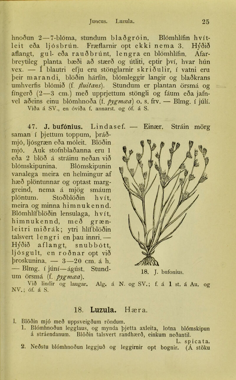 hnoðun 2 — 7-blóma, stundum blaðgróin. Blómhlífin hvít- leit eða ljósbrún. Fræflarnir opt ekki nema 3. Hýðið aflangt, gul- eða rauðbrúnt, lengra en blómhlífin. Afar- breytileg planta bæði að stærð og útliti, eptir því, hvar hún vex. — í blautri efju eru stönglarnir skriðulir, í vatni eru þeir marandi, blöðin hárfín, blómleggir langir og blaðkrans umhverfis blómið (f. fluitans). Stundum er plantan örsmá og fíngerð (2—3 cm.) með upprjettum stöngli og fáum eða jafn- vel aðeins einu blómhnoða (f. pygmœa) o. s. frv. — Blmg. í júlí. Víða á SV., en óvíða f. annarst. og óf. á S. 47. J. bufónius. Linda: saman í þjettum toppum, þráð- mjó, ljósgræn eða móleit. Blöðin mjó. Auk stofnblaðanna eru 1 eða 2 blöð á stráinu neðan við blómskipunina. Blómskipunin vanalega meira en helmingur af hæð plöntunnar og optast marg- greind, nema á mjög smáum plöntum. Stoðblöðin hvít, meira og minna himnukennd. Blómhlífblöðin lensulaga, hvít, himnukennd, með græn- leitri miðrák; ytri hlífblöðin talsvert lengri en þau innri.— Hýðið aflangt, snubbótt, ljósgult, en roðnar opt við þroskunina. — 3—20 cm. á h. — Blmg. í júní—ágúst. Stund- um örsmá (f. pygmæa). Við lindir og laugar. Alg. á NV.; óf. á S. ef. — Einær. Stráin mörg N. og SV.; f. á 1 st. á Au. og 18. Luzula. Hæra. I. Blöðin mjó með uppsveigðum röndum. 1. Blómhnoðun legglaus, og mynda þjetta axleita, lotna blómskipun á stráendanum. Blöðin talsvert randhærð, einkum neðantil. L. spicata. 2. Neðstu blómhnoðun leggjuð og leggirnir opt bognir. (Á stöku