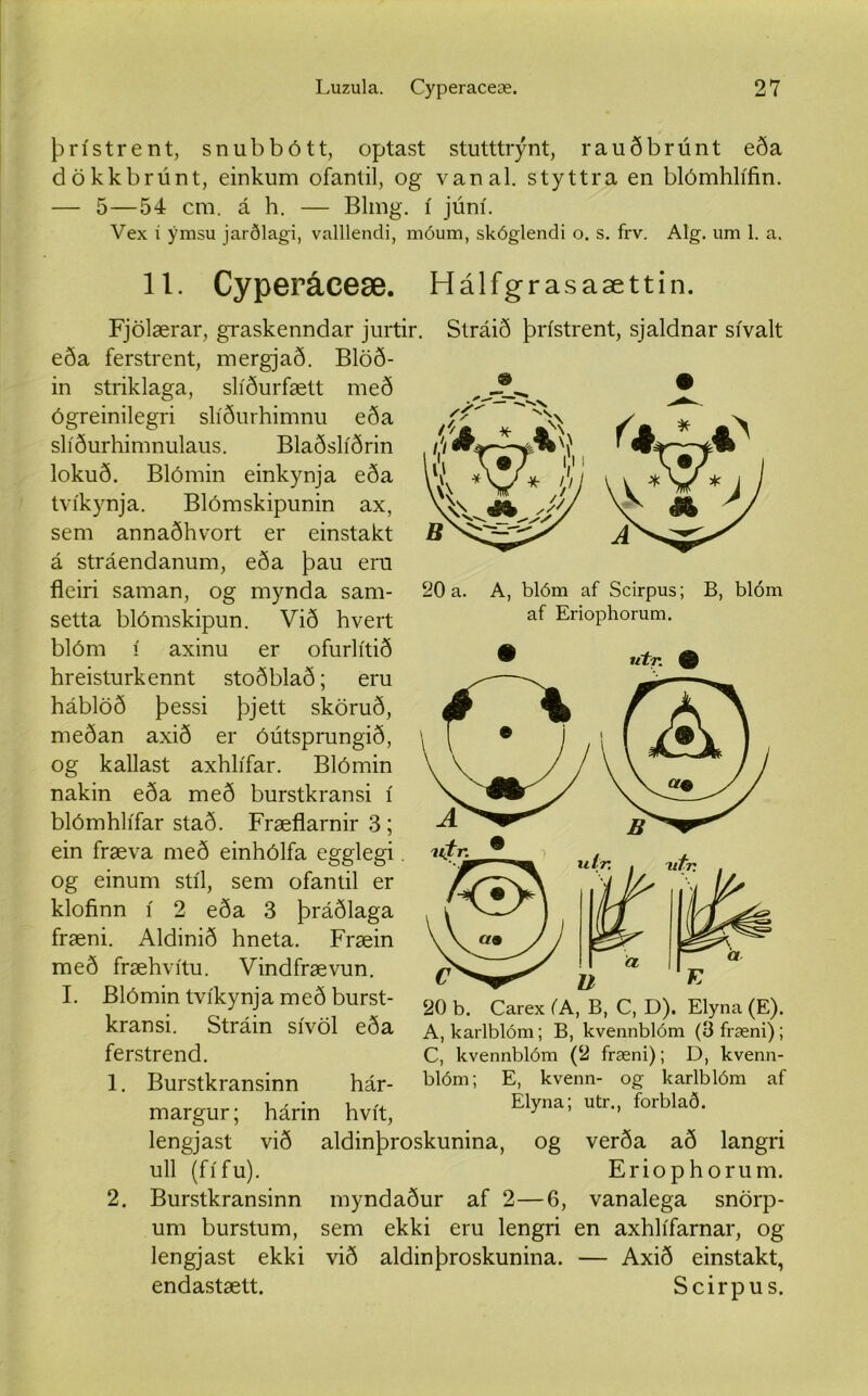 þrístrent, snubbótt, optast stutttrýnt, rauðbrúnt eða dökkbrúnt, einkum ofanlil, og vanal. styttra en blómhlífin. — 5—54 cm. á h. — Blmg. í júní. Vex í ýmsu jarðlagi, valllendi, móum, skóglendi o. s. frv. Alg. um 1. a. 11. Cyperáceæ. Hálfgrasaættin. Fjölærar, graskenndar jurtir. Stráið þrístrent, sjaldnar sívalt ferstrent, mergjað. Blöð- 20 a. eða in striklaga, slíðurfætt með ógreinilegri slíðurhimnu eða slíðurhimnulaus. Blaðslíðrin lokuð. Blómin einkynja eða tvíkynja. Blómskipunin ax, sem annaðhvort er einstakt á stráendanum, eða þau eru fleiri saman, og mynda sam- setta blómskipun. Við hvert blóm í axinu er ofurlítið hreisturkennt stoðblað; eru háblöð þessi þjett sköruð, meðan axið er óútsprungið, og kallast axhlífar. Blómin nakin eða með burstkransi í blómhlífar stað. Fræflarnir 3 ; ein fræva með einhólfa egglegi. og einum stíl, sem ofantil er klofinn í 2 eða 3 þráðlaga fræni. Aldinið hneta. Fræin með fræhvítu. Vindfrævun. I. Blómin tvíkynja með burst- kransi. Stráin sívöl eða ferstrend. A, blóm af Scirpus; B, blóm af Eriophorum. ® utr. ð 1. 2. Burstkransinn hár- margur; hárin hvít, lengjast við aldinþroskunina, u 11 (fífu). 20 b. Carex (A, B, C, D). Elyna (E). A, karlblóm; B, kvennblóm (3 fræni); C, kvennblóm (2 fræni); D, kvenn- blóm; E, kvenn- og karlblóm af Elyna; utr., forblað. og verða að langri Eriophorum. Burstkransinn myndaður af 2—6, vanalega snörp- um burstum, sem ekki eru lengri en axhlífarnar, og lengjast ekki endastætt. við aldinþroskunina. — Axið einstakt, Scirpus.