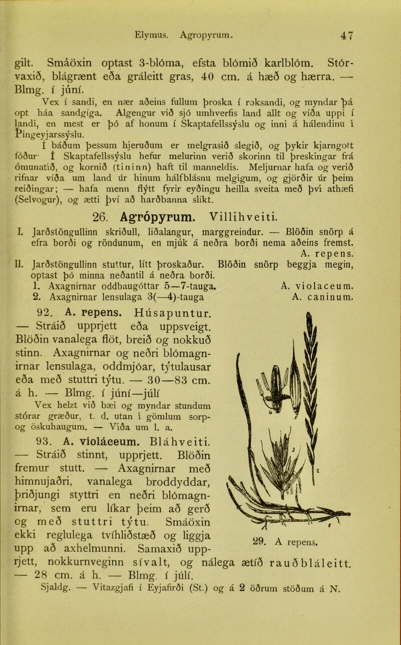 gilt. Smáöxin optast 3-blóma, efsta blómið karlblóm. Stór- vaxið, blágrænt eða gráleitt gras, 40 cm. á hæð og hærra. — Blmg. í júní. Vex í sandi, en nær aðeins fullum þroska í roksandi, og myndar þá opt háa sandgíga. Algengur við sjó umhverfis land allt og víða uppi í landi, en mest er þó af honum í Skaptafellssýslu og inni á hálendinu í Bingeyjarssýslu. í báðum þessum hjeruðum er melgrasið slegið, og þykir kjarngott fóður- í Skaptafellssýslu hefur melurinn verið skorinn til þreskingar frá ómunatið, og kornið (tininn) haft til manneldis. Meljurnar hafa og verið rifnar víða um land úr hinum hálfblásnu melgigum, og gjörðir úr þeim reiðingar; — hafa menn flýtt fyrir eyðingu heilla sveita með þvi athæfi (Selvogur), og ætti því að harðbanna slíkt. A. violaceum. A. caninum. 26. Agrópyrum. Villihveiti. I. Jarðstöngullinn skriðull, liðalangur, marggreindur. — Blöðin snörp á efra borði og röndunum, en mjúk á neðra borði nema aðeins fremst. A. repens. II. Jarðstongullinn stuttur, lítt þroskaður. Blöðin snörp beggja megin, optast þó minna neðantil á neðra borði. 1. Axagnirnar oddbaugóttar 5—7-tauga. 2. Axagnirnar lensulaga 3(—4)-tauga 92. A. repens. Húsapuntur. — Stráið upprjett eða uppsveigt. Blöðin vanalega flöt, breið og nokkuð stinn. Axagnirnar og neðri blómagn- irnar lensulaga, oddmjóar, týtulausar eða með stuttri týtu. — 30—83 cm. á h. — Blmg. í júní—júlí Vex helzt við bæi og myndar stundum stórar græður, t. d. utan í gömlum sorp- og öskuhaugum. — Víða um 1. a. 93. A. violáeeum. Bláhveiti. — Stráið stinnt, upprjett. Blöðin fremur stutt. — Axagnirnar með himnujaðri, vanalega broddyddar, þriðjungi styttri en neðri blómagn- irnar, sem eru líkar þeim að gerð og með stuttri týtu. Smáöxin ekki reglulega tvíhliðstæð og liggja upp að axhelmunni. Samaxið upp- rjett, nokkurnveginn sívalt, og nálega ætíð rauðbláleitt. — 28 cm. á h. — Blmg. í júlí. 29. A repens. Sjaldg. — Vitazgjafi í Eyjafirði (St.) og á 2 öðrum stöðum á N.