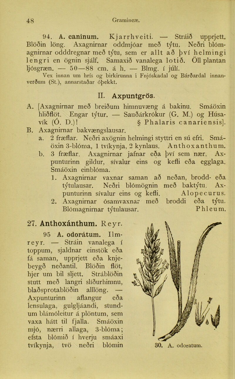 94. A. eaninum. Kjarrhveiti. — Stráið upprjett. Blöðin löng. Axagnirnar oddmjóar með týtu. Neðri blóm- agnirnar odddregnar með týtu, sem er allt að því helmingi lengri en ögnin sjálf. Samaxið vanalega lotið. Öll plantan ljósgræn. — 50—88 cm. á h. — Blmg. í júlí. Vex innan um hrís og birkirunna í Fnjóskadal og Bárðardal innan- verðum (St.), annarstaðar óþekkt. II. Axpuntgrös. A. [Axagnirnar með breiðum himnuvæng á bakinu. Smáöxin hliðflöt. Engar týtur. — Sauðárkrókur (G. M.) og Húsa- vík (Ó. D.)! § Phalaris canariensis]. B. Axagnirnar bakvængslausar. a. 2 fræflar. Neðri axögnin helmingi styttri en sú efri. Smá- öxin 3-blóma, 1 tvíkynja, 2 kynlaus. Anthoxanthum. b. 3 fræflar. Axagnirnar jafnar eða því sem nær. Ax- punturinn gildur, sívalur eins og kefli eða egglaga. Smáöxin einblóma. 1. Axagnirnar vaxnar saman að neðan, brodd- eða týtulausar. Neðri blómögnin með baktýtu. Ax- punturinn sívalur eins og kefli. Alopecurus. 2. Axagnirnar ósamvaxnar með broddi eða týtu. Blómagnirnar týtulausar. P h 1 e u m. 27. Anthoxánthum. Reyr. 95 A. odorátum. Ilm- reyr. — Stráin vanalega í toppum, sjaldnar einstök eða fá saman, upprjett eða knje- beygð neðantil. Blöðin flöt, hjer um bil sljett. Stráblöðin stutt með langri slíðurhimnu, blaðsprotablöðin alllöng. — Axpunturinn aflangur eða lensulaga, gulgljáandi, stund- um blámóleitur á plöntum, sem vaxa hátt til fjalla. Smáöxin mjó, nærri allaga, 3-blóma; efsta blómið í hverju smáaxi tvíkynja, tvö neðri blómin 30. A. odoratum.