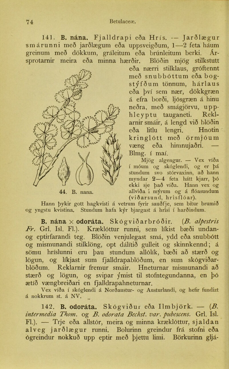 141. B. nána. Fjalldrapi eða Hrís. — Jarðlægur smárunni með jarðlægum eða uppsveigðum, 1—2 feta háum greinum með dökkum, gráleitum eða brúnleitum berki. Ár- sprotarnir meira eða minna hærðir. Blöðin mjög stilkstutt (viðarsund, hrísflóar). Hann þykir gott hagkvisti á vetrum fyrir sauðfje, sem bítur brumið og yngstu kvistina. Stundum hafa kýr bjargast á hrísi í harðindum. B. nána x odoráta. Skógviðarbróðir. (.B. alpestris Fr. Grl. Isl. Fl.). Kræklóttur runni, sem líkist bæði undan- og eptirfarandi teg. Blöðin venjulegast smá, ydd eða snubbótt og mismunandi stilklöng, opt dálítið gulleit og skinnkennd; á sömu hríslunni eru þau stundum allólík, bæði að stærð og lögun, og líkjast sum fjalldrapablöðum, en sum skógviðar- blöðum. Reklarnir fremur smáir. Hneturnar mismunandi að stærð og lögun, og svipar ýmist til stofntegundanna, en þó ætíð vængbreiðari en fjalldrapahneturnar. Vex víða í skóglendi á Norðaustur- og Austurlandi, og hefir fundizt á nokkrum st. á NV. 142. B. odoráta. Skógviður eða Ilmbjörk. — (B. intermedia Thom. og B. odorata Bechst. var. pubescens. Grl. Isl. Fl.). — Trje eða allstór, meira og minna kræklóttur, sjaldan alveg jarðlægur runni. Bolurinn greindur frá stofni eða ógreindur nokkuð upp eptir með þjettu limi. Börkurinn gljá- eða nærri stilklaus, gróftennt með snubbóttum eða bog- stýfðum tönnum, hárlaus eða því sem nær, dökkgræn á efra borði, ljósgræn á hinu neðra, með smágjörvu, upp- hleyptu tauganeti. Rekl- arnir smáir, á lengd við blöðin eða litlu lengri. Hnotin kringlótt með örmjóum væng eða himnujaðri. — Blmg. í maí. 44. B. nana. Mjög algengur. — Vex víða í móum og skóglendi, og er þá stundum svo stórvaxinn, að hann myndar 2—4 feta hátt kjarr, þó ekki sje það víða. Hann vex og allvíða í mýrum og á flóasundum