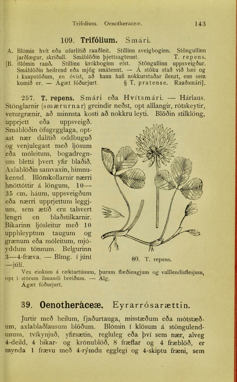 109. Trifolium. Smári. A. Blómin hvít eða ofurlítið rauðleit. Stíllinn sveigboginn. Stöngullinn jarðlægur, skriðull. Smáblöðin þjettsagtennt. T. repens. [B. Blómin rauð. Stíllinn krókboginn efst. Stöngullinn uppsveigður. Smáblöðin heilrend eða mjög smátennt. — Á stöku stað við bæi og i kaupstöðum, en óvíst, að hann hafi nokkurstaðar ílenzt, enn sem komið er. — Ágæt fóðurjurt. § T. pratense. Rauðsmárij. 257. T. repens. Smári eða Hvítsmári. — Hárlaus. Stönglarnir (smærurnar) greindir neðst, opt alllangir, rótskeytir, veturgrænir, að minnsta kosti að nokkru leyti. Blöðin stilklöng, upprjett eða uppsveigð. Smáblöðin öfugegglaga, opt- ast nær dálítið oddbuguð og venjulegast með ljósum eða móleitum, bogadregn- um bletti þvert yfir blaðið. Axlablöðin samvaxin, himnu- kennd. Blómkollarnir nærri hnöttóttir á löngum, 10— 35 cm. háum, uppsveigðum eða nærri upprjettum leggj- um, sem ætíð eru talsvert lengri en blaðstilkarnir. Bikarinn ljósleitur með 10 upphleyptum taugum og grænum eða móleitum, mjó- yddum tönnum. Belgurinn 3—4-fræva. — Blmg. í júní —júlí. Vex einkum á ræktartúnum, opt í stórum ilmandi breiðum. — Ágæt fóðurjurt. 80. T. repens. þurum flæðiengjum og valllendisflesjum, Alg. 39. Oenotheráceæ. Eyrarrósarættin. Jurtir með heilum, fjaðurtauga, misstæðum eða mótstæð- um, axlablaðlausum blöðum. Blómin í klösum á stöngulend- unum, tvíkynjuð, yfirsætin, regluleg eða því sem nær, alveg 4-deild, 4 bikar- og krónublöð, 8 fræflar og 4 fræblöð, er mynda 1 frævu með 4-rýmdu egglegi og 4-skiptu fræni, sem