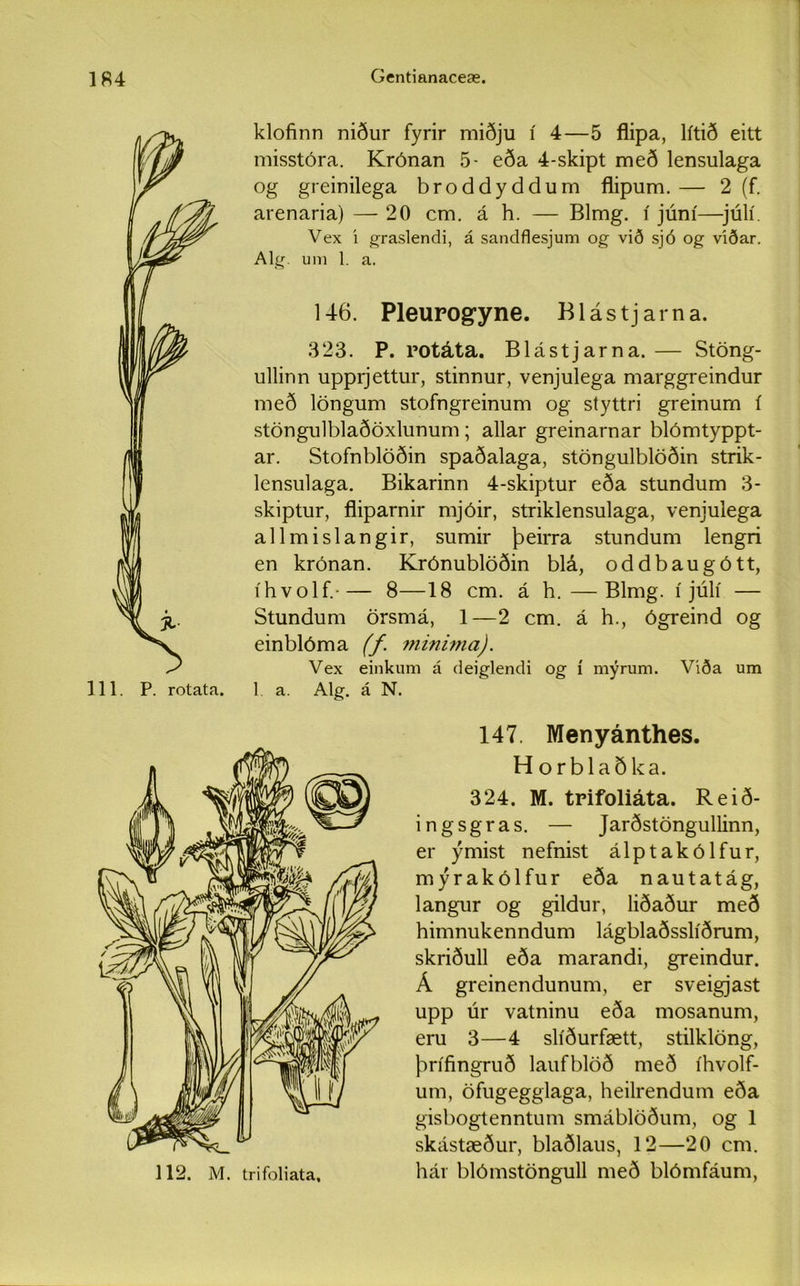 klofinn niður fyrir miðju í 4—5 flipa, lítið eitt misstóra. Krónan 5- eða 4-skipt með lensulaga og greinilega broddyddum flipum.— 2 (f. arenaria) — 20 cm. á h. — Blmg. í júní—júlí. Vex í graslendi, á sandflesjum og við sjó og víðar. Alg. um 1. a. 146. Pleurogyne. Blástjarna. 323. P. rotáta. Blástjarna. — Stöng- ullinn upprjettur, stinnur, venjulega marggreindur með löngum stofngreinum og styttri greinum í stöngulblaðöxlunum ; allar greinarnar blómtyppt- ar. Stofnblöðin spaðalaga, stöngulblöðin strik- lensulaga. Bikarinn 4-skiptur eða stundum 3- skiptur, fliparnir mjóir, striklensulaga, venjulega allmislangir, sumir þeirra stundum lengri en krónan. Krónublöðin blá, oddbaugótt, íhvolf. 8—18 cm. á h.—Blmg. í júlí — Stundum örsmá, 1—2 cm. á h., ógreind og einblóma (f. minima). Vex einkum á deiglendi og í mýrum. Víða um 1 a. Alg. á N. 147. Menyánthes. H orblaðka. 324. M. trifoliáta. Reið- ingsgras. — Jarðstöngullinn, er ýmist nefnist álptakólfur, mýrakólfur eða nautatág, langur og gildur, liðaður með himnukenndum lágblaðsslíðrum, skriðull eða marandi, greindur. Á greinendunum, er sveigjast upp úr vatninu eða mosanum, eru 3—4 slíðurfætt, stilklöng, þrífingruð laufblöð með íhvolf- utn, öfugegglaga, heilrendum eða gisbogtenntum smáblöðum, og 1 skástæður, blaðlaus, 12—20 cm. hár blómstöngull með blómfáum,