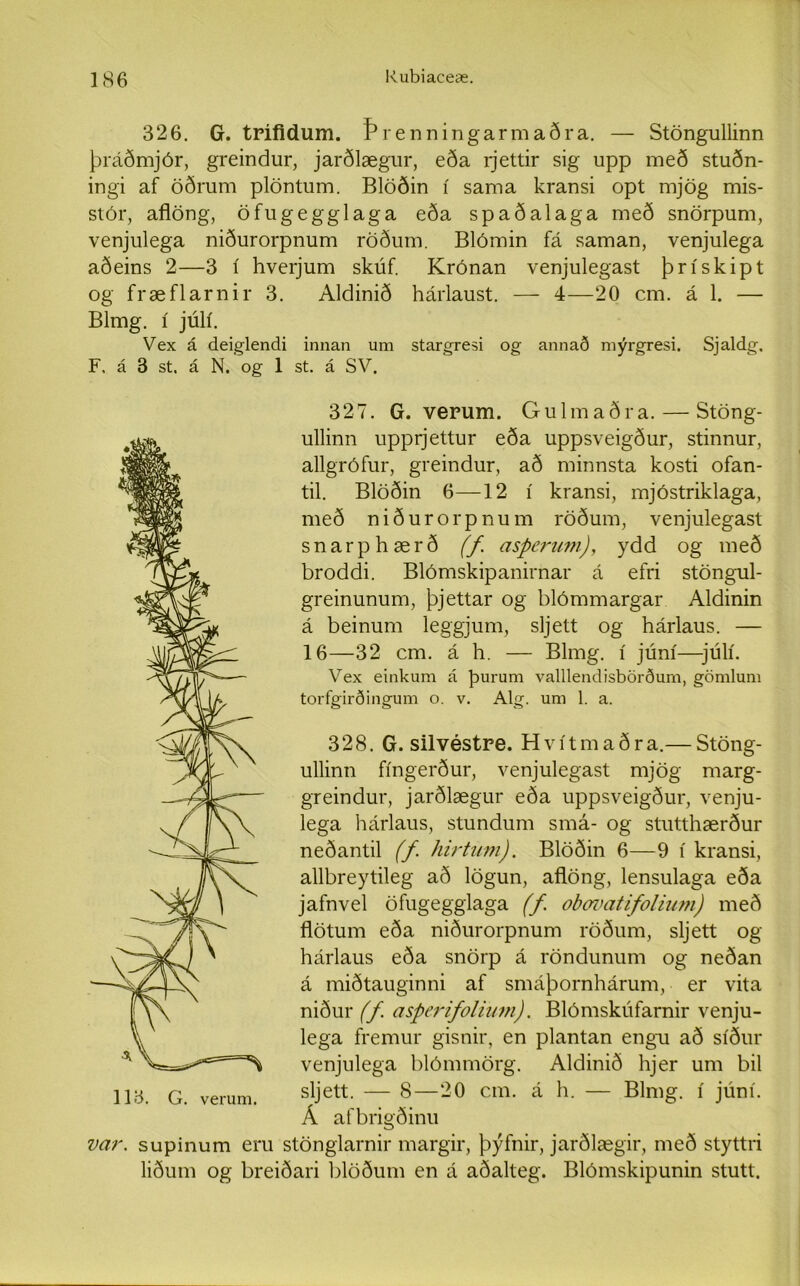 326. G. trifidum. Þrenningarmaðra. — Stöngullinn þráðmjór, greindur, jarðlægur, eða rjettir sig upp með stuðn- ingi af öðrum plöntum. Blöðin í sama kransi opt mjög mis- stór, aflöng, öfugegglaga eða spaðalaga með snörpum, venjulega niðurorpnum röðum. Blómin fá saman, venjulega aðeins 2—3 í hverjum skúf. Krónan venjulegast þrískipt og fræflarnir 3. Aldinið hárlaust. — 4—20 cm. á 1. — Bhng. í júlí. Vex á deifflendi innan um starsjesi og annað mvreresi. Sialdír. F, á 3 st. á N. og 1 st. á SV. 327. G. verum. Gulmaðra. — Stöng- ullinn upprjettur eða uppsveigður, stinnur, allgrófur, greindur, að minnsta kosti ofan- til. Blöðin 6—12 í kransi, mjóstriklaga, með niðurorpnum röðum, venjulegast snarphærð (f asperum), ydd og með broddi. Blómskipanirnar á efri stöngul- greinunum, þjettar og blómmargar Aldinin á beinum leggjum, sljett og hárlaus. — 16—32 cm. á h. — Blmg. í júní—júlí. Vex einkum á 'þurum valllendisbörðum, gömlum torfgirðingum o. v. Alg. um 1. a. 328. G. silvéstre. Hvítmaðra.— Stöng- ullinn fíngerður, venjulegast mjög marg- greindur, jarðlægur eða uppsveigður, venju- lega hárlaus, stundum smá- og stutthærður neðantil (f hirtum). Blöðin 6—9 í kransi, allbreytileg að lögun, aflöng, lensulaga eða jafnvel öfugegglaga (f obavatifolium) með flötum eða niðurorpnum röðum, sljett og hárlaus eða snörp á röndunum og neðan á miðtauginni af smáþornhárum, er vita niður (f asperifolium). Blómskúfarnir venju- lega fremur gisnir, en plantan engu að síður venjulega blómmörg. Aldinið hjer um bil sljett. — 8—20 cm. á h. — Blmg. í júní. Á afbrigðinu var. supinum eru stönglarnir margir, þýfnir, jarðlægir, með styttri liðum og breiðari blöðum en á aðalteg. Blómskipunin stutt.