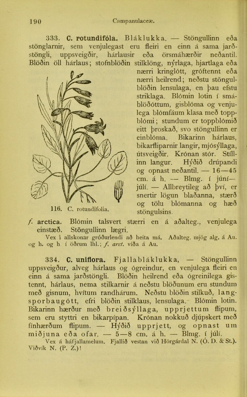 333. C. rotundifóla. Bláklukka. — Stöngullinn eða stönglarnir, sem venjulegast eru fleiri en einn á sama jarð- stöngli, uppsveigðir, hárlausir eða örsmáhærðir neðantil. Blöðin öll hárlaus; stofnblöðin stilklöng, nýrlaga, hjartlaga eða nærri kringlótt, gróftennt eða nærri heilrend; neðstu stöngul- blöðin lensulaga, en þau efstu striklaga. Blómin lotin í smá- blöðóttum, gisblóma og venju- lega blómfáum klasa með topp- blómi; stundum er toppblómið eitt þroskað, svo stöngullinn er einblóma. Bikarinn hárlaus, bikarfliparnir langir, mjósýllaga, útsveigðir. Krónan stór. Stíll- inn langur. Hýðið drúpandi og opnast neðantil. — 16—45 cm. á h. — Blmg. í júní— júlí. — Allbreytileg að því, er snertir lögun blaðanna, stærð og tölu blómanna og hæð stöngulsins. f. arctica. Blómin talsvert stærri en á aðalteg., venjulega einstæð. Stöngullinn lægri. Vex í allskonar gróðurlendi að heita má. Aðalteg. mjög alg. á Au. og h. og h í öðrum lhl.; f arct. víða á Au. 334. C. uniflora. Fjallabláklukka, — Stöngullinn uppsveigður, alveg hárlaus og ógreindur, en venjulega fleiri en einn á sama jarðstöngli. Blöðin heilrend eða ógreinilega gis- tennt, hárlaus, nema stilkarnir á neðstu blöðunum eru stundum með gisnum, hvítum randhárum. Neðstu blöðin stilkuð, lang- sporbaugótt, efri blöðin stilklaus, lensulaga. Blómin lotin. Bikarinn hærður með brei ðsýllaga, upprjettum flipum, sem eru styttri en bikarpípan. Krónan nokkuð djúpskert með fínhærðum flipum. — Hýðið upprjett, og opnast um miðjuna eða ofar. — 5—8 cm. á h. — Blmg. í júlí. Vex á háfjallamelum. Fjallið vestan við Hörgárdal N. (Ó. D. & St.). Viðvík N. (P. Z.)!