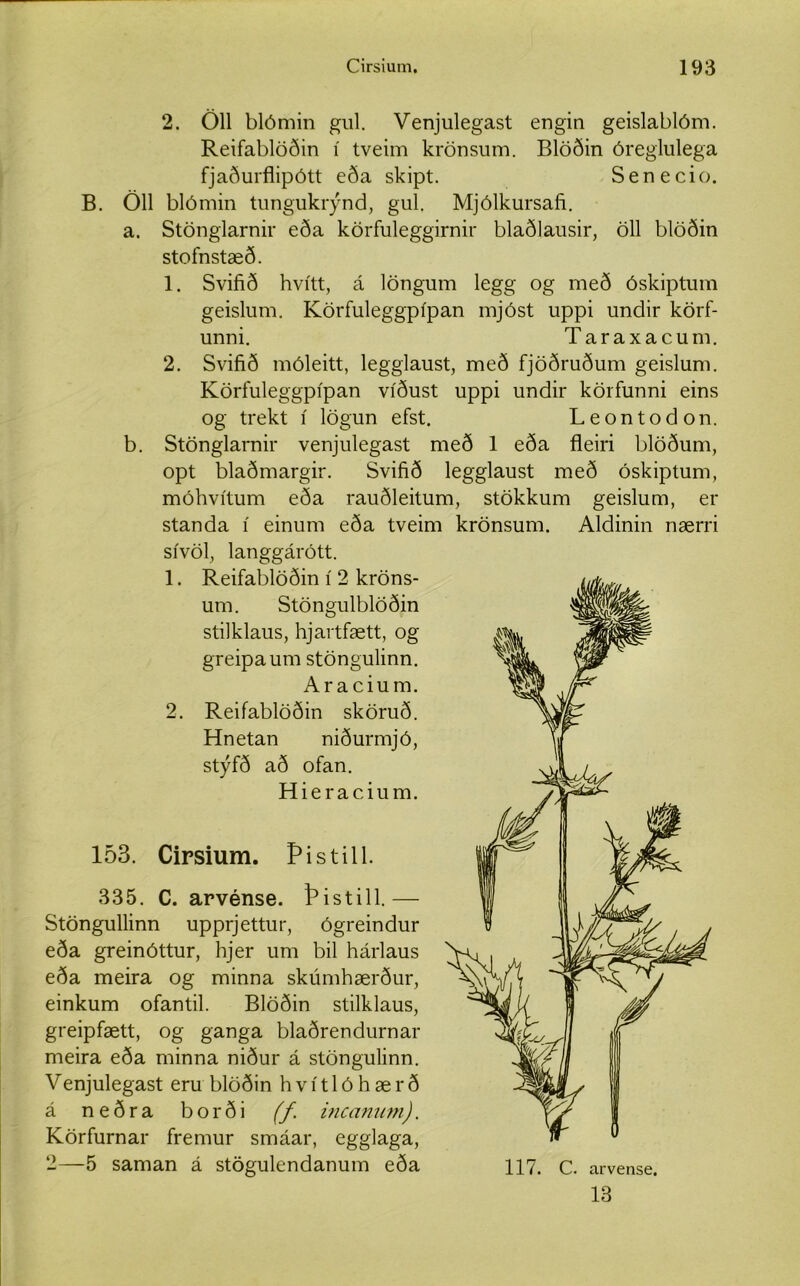 2. Öll blómin gul. Venjulegast engin geislablóm. Reifablöðin í tveim krönsum. Blöðin óreglulega fjaðurflipótt eða skipt. Senecio. B. Öll blómin tungukrýnd, gul. Mjólkursafi. a. Stönglarnir eða körfuleggirnir blaðlausir, öll blöðin stofnstæð. 1. Svifið hvítt, á löngum legg og með óskiptum geislum. Körfuleggpípan mjóst uppi undir körf- unni. Taraxacum. 2. Svifið móleitt, legglaust, með fjöðruðum geislum. Körfuleggpípan víðust uppi undir körfunni eins og trekt í lögun efst. Leontodon. b. Stönglarnir venjulegast með 1 eða fleiri blöðum, opt blaðmargir. Svifið legglaust með óskiptum, móhvítum eða rauðleitum, stökkum geislum, er standa í einum eða tveim krönsum. Aldinin nærri sívöl, langgárótt. 1. Reifablöðin í 2 kröns- um. Stöngulblöðin stilklaus, hjartfætt, og greipaum stöngulinn. Aracium. 2. Reifablöðin sköruð. Hnetan niðurmjó, stýfð að ofan. Hieracium. 153. Cirsium. Pistill. 335. C. arvénse. Þistill.— Stöngullinn upprjettur, ógreindur eða greinóttur, hjer um bil hárlaus eða meira og minna skúmhærður, einkum ofantil. Blöðin stilklaus, greipfætt, og ganga blaðrendurnar meira eða minna niður á stöngulinn. Venjulegast eru blöðin hvítlóhærð á neðra borði (f incanum), Körfurnar fremur smáar, egglaga, 2—5 saman á stögulendanum eða 117. C. arvense. 13