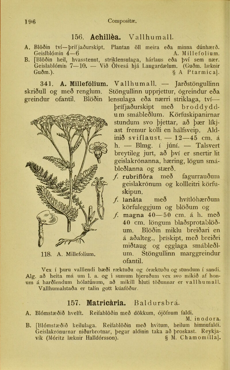 156. Achilléa. Vallhumall. A, Blöðin tví— þrífjaðurskipt. Plantan öll nieira eða minna dúnhærð. Geislblómin 4—6 A. Millefolium. B. [Blöðin heil, hvasstennt, striklensulaga, hárlaus eða því sem nær. Geislablómin 7—10. — Við Ölvesá hjá Laugardælum. (Guðm. læknir Guðm.). § A Ptarmica]. 341. A. Millefólium. Vallhumall. — Jarðstöngullinn skriðull og með renglum. Stöngullinn uppijettur, ógreindur eða greindur ofantil. Blöðin lensulaga eða nærri striklaga, tví— þrífjaðurskipt með broddydd- um smábleðlum. Körfuskipanirnar stundum svo þjettar, að þær líkj- ast fremur kolli en hálfsveip. Ald- inið sviflaust. — 12—45 cm. á h. — Blmg. í júní. — Talsvert breytileg jurt, að því er snertir lit geislakrónanna, hæring, lögun smá- bleðlanna og stærð. f. rubriflóra með fagurrauðum geislakrónum og kollleitri körfu- skipun. f lanáta með hvítlóhærðum körfuleggjum og blöðum og f magna 40—50 cm. á h. með 40 cm. löngum blaðsprotablöð- um. Blöðin miklu breiðari en á aðalteg., þrískipt, með breiðri miðtaug og egglaga smábleðl- um. Stöngullinn marggreindur ofantil. Alg. að heita má um 1. a. og í sumum hjeruðum vex svo mikið af hon- um á harðlendum hólatúnum, að mikill hluti töðunnar er vallhumall. Vallhumalstaða er talin gott kúafóður. 157. Matricária. Baldursbrá. A. Blómstæðið hvelft. Reifablöðin með dökkum, ójöfnum faldi. M. inodora. B. [Blómstæðið keilulaga. Reifablöðin með hvitum, heilum himnufaldi. Geislakrónurnar niðurbrotnar, þegar aldinin taka að þroskast. Reykja- vík (Móritz læknir Halldórsson). § M. Chamomílla]. 118. A. Millefolium.
