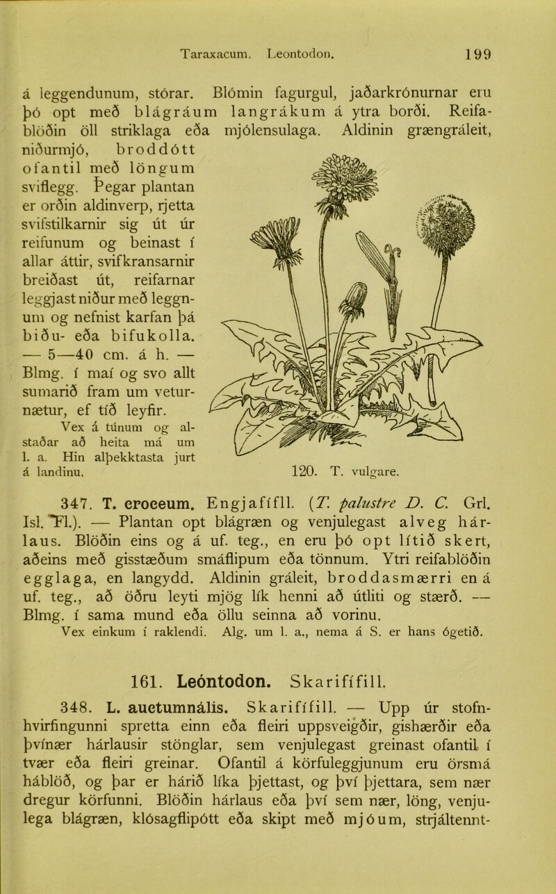 á leggendunum, stórar. Blómin fagurgul, jaðarkrónurnar eru þó opt með blágráum langrákum á ytra borði. Reifa- blöðin öll striklaga eða mjólensulaga. Aldinin grængráleit, niðurmjó, broddótt ofantil með löngum sviflegg. Þegar plantan er orðin aldinverp, rjetta svifstilkarnir sig út úr reifunum og beinast í allar áttir, svifkransarnir breiðast út, reifarnar leggjastniður með leggn- um og nefnist karfan þá biðu- eða bifukolla. — 5—40 cm. á h. — Blmg. í maí og svo allt sumarið fram um vetur- nætur, ef tíð leyfir. Vex á túnum og al- staðar að heita má um 1. a. Hin alþekktasta jurt á landinu. 347. T. eroeeum. Engjafífll. (T. palnstre D. C. Grl. Isl. *F1.). — Plantan opt blágræn og venjulegast alveg hár- laus. Blöðin eins og á uf. teg., en eru þó opt lítið skert, aðeins með gisstæðum smáflipum eða tönnum. Ytri reifablöðin egglaga, en langydd. Aldinin gráleit, broddasmærri en á uf. teg., að öðru leyti mjög lík henni að útliti og stærð. — Blmg. í sama mund eða öllu seinna að vorinu. Vex einkum í raklendi. Alg. um 1. a., nema á S. er hans ógetið. 120. T. vulgare. 161. Leóntodon. Skarifí fill. 348. L. auctumnálís. Skarifífill. — Upp úr stofn- hvirfingunni spretta einn eða fleiri uppsveigðir, gishærðir eða þvínær hárlausir stönglar, sem venjulegast greinast ofantiL í tvær eða fleiri greinar. Ofantil á körfuleggjunum eru örsmá háblöð, og þar er hárið líka þjettast, og því þjettara, sem nær dregur körfunni. Blöðin hárlaus eða því sem nær, löng, venju- lega blágræn, klósagflipótt eða skipt með mjóum, stijáltennt-