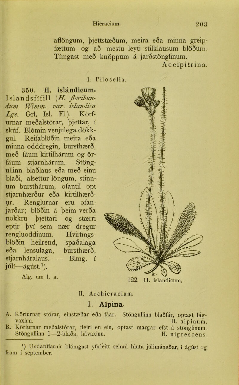 aflöngum, þjettstæðum, meira eða minna greip- fættum og að mestu leyti stilklausum blöðum. Tímgast með knöppum á jarðstönglinum. Accipitrina. I. 350. H. islándieum. Islandsfífill (H. floribun- dum Wimvi. var. islandica Lge. Grl. Isl. Fl.). Körf- urnar meðalstórar, þjettar, í skúf. Blómin venjulega dökk- gul. Reifablöðin meira eða minna odddregin, bursthærð, með fáum kirtilhárum og ör- fáum stjarnhárum. Stöng- ullinn blaðlaus eða með einu blaði, alsettur löngum, stinn- um bursthárum, ofantil opt stjarnhærður eða kirtilhærð- ur. Renglurnar eru ofan- jarðar; blöðin á þeim verða nokkru þjettari og stærri eptir því sem nær dregur rengluoddinum. Hvirfings- blöðin heilrend, spaðalaga eða lensulaga, bursthærð, stjarnháralaus. — Blmg. í júlí—ágúst.1). Alg. um 1. a. P i 1 o s e 11 a. II. Archieracium. 1. Alpina. A. Körfurnar stórar, einstæðar eða fáar. Stöngullinn blaðfár, optast lág- vaxinn. H. alpinum. B. Körfurnar meðalstórar, fleiri en ein, optast margar efst á stönglinum. Stöngullinn 1—2-blaða, hávaxinn. H. nigrescens. *) Undafíflarnir blómgast yfirleitt seinni hluta júlímánaðar, í ágúst og fram í september.