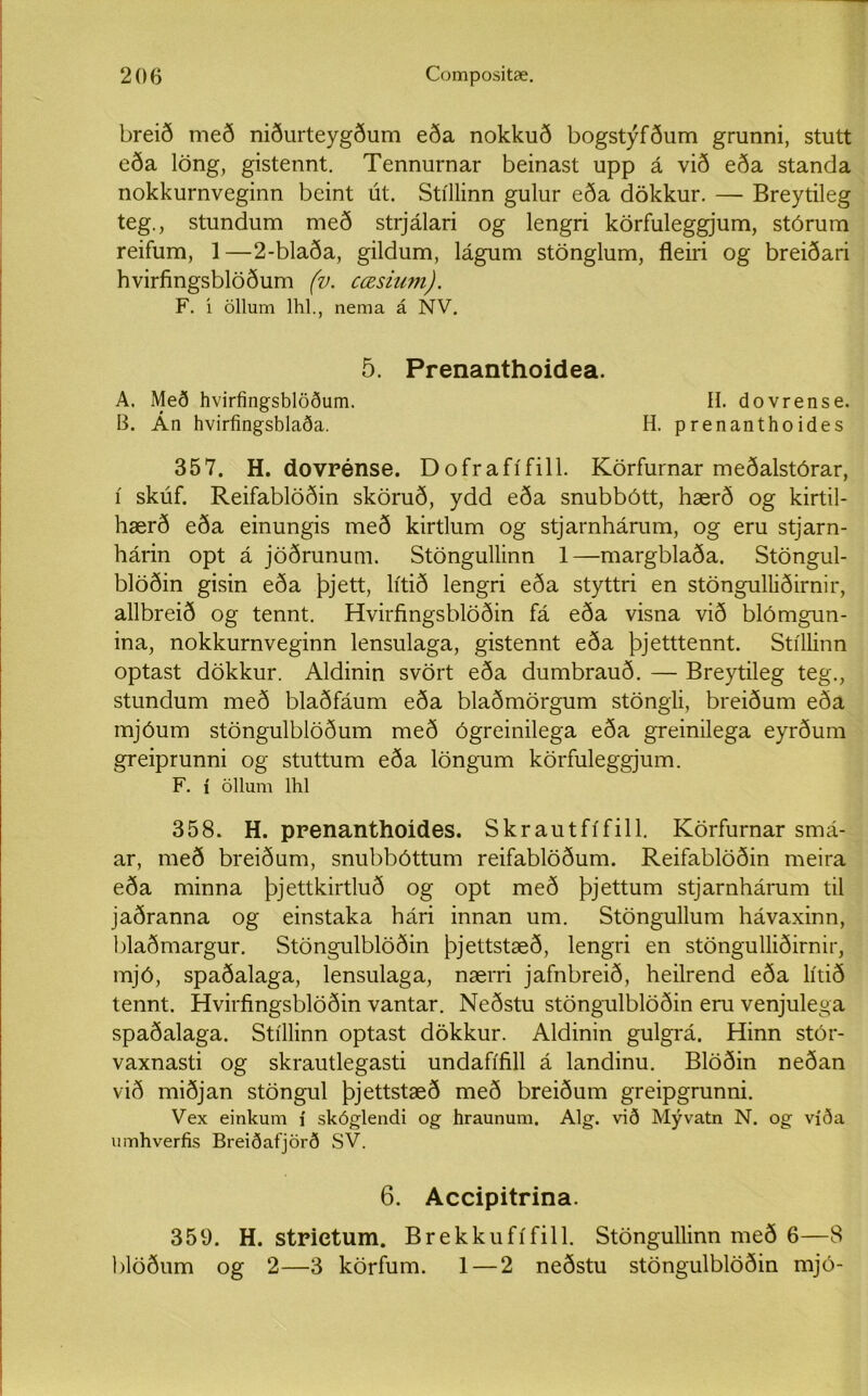 breið með niðurteygðum eða nokkuð bogstýfðum grunni, stutt eða löng, gistennt. Tennurnar beinast upp á við eða standa nokkurnveginn beint út. Stíllinn gulur eða dökkur. — Breytileg teg., stundum með strjálari og lengri körfuleggjum, stórum reifum, 1—2-blaða, gildum, lágum stönglum, fleiri og breiðari hvirfingsblöðum (v. cæsinm). F. i öllum lhl., nema á NV. 5. Prenanthoidea. A. Með hvirfingsblöðum. II. dovrense. B. Án hvirfingsblaða. H. prenanthoides 357. H. dovrénse. Dofrafífill. Körfurnar meðalstórar, í skúf. Reifablöðin sköruð, ydd eða snubbótt, hærð og kirtil- hærð eða einungis með kirtlum og stjarnhárum, og eru stjarn- hárin opt á jöðrunum. Stöngullinn 1—margblaða. Stöngul- blöðin gisin eða þjett, lítið lengri eða styttri en stöngulliðirnir, allbreið og tennt. Hvirfingsblöðin fá eða visna við blómgun- ina, nokkurnveginn lensulaga, gistennt eða þjetttennt. Stíllinn optast dökkur. Aldinin svört eða dumbrauð. — Breytileg teg., stundum með blaðfáum eða blaðmörgum stöngli, breiðum eða mjóum stöngulblöðum með ógreinilega eða greinilega eyrðum greiprunni og stuttum eða löngum körfuleggjum. F. í öllum lhl 358. H. prenanthoídes. Skrautfífill. Körfurnar smá- ar, með breiðum, snubbóttum reifablöðum. Reifablöðin meira eða minna þjettkirtluð og opt með þjettum stjarnhárum til jaðranna og einstaka hári innan um. Stöngullum hávaxinn, blaðmargur. Stöngulblöðin þjettstæð, lengri en stöngulliðirnir, mjó, spaðalaga, lensulaga, nærri jafnbreið, heilrend eða lítið tennt. Hvirfingsblöðin vantar. Neðstu stöngulblöðin eru venjulega spaðalaga. Stíllinn optast dökkur. Aldinin gulgi'á. Hinn stór- vaxnasti og skrautlegasti undafífill á landinu. Blöðin neðan við miðjan stöngul þjettstæð með breiðum greipgrunni. Vex einkum í skóglendi og hraunum. Alg. við Mývatn N. og víða umhverfis Breiðafjörð SV. 6. Accipitrina. 351). H. strietum. Brekkufífill. Stöngullinn með 6—8 blöðum og 2—3 körfum. 1 — 2 neðstu stöngulblöðin mjó-