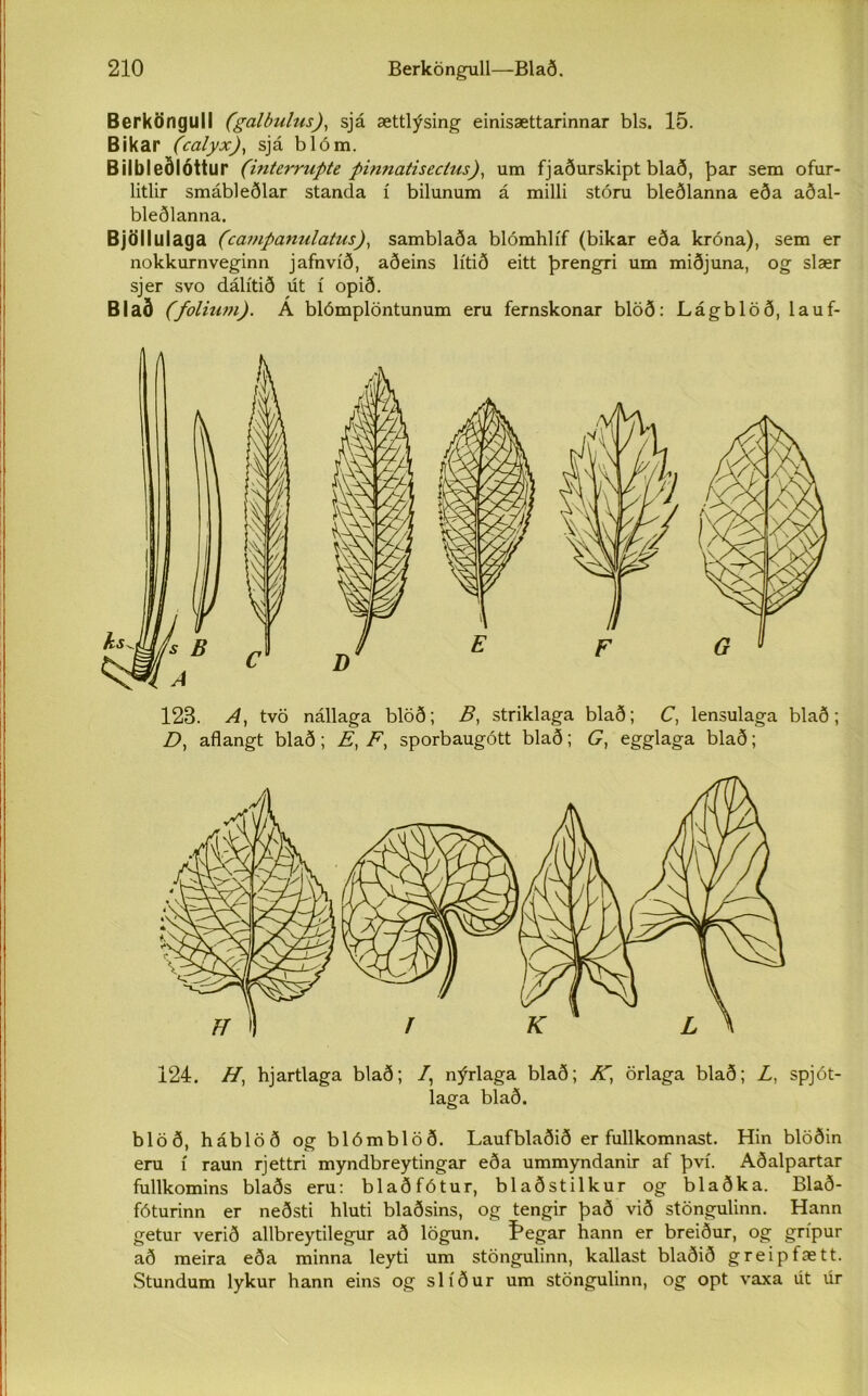 Berköngull (galbulus), sjá ættlýsing einisættarinnar bls. 15. Bikar ('calyx), sjá blóm. Bilbleðlóttur (interrupte pinnatisectus), um fjaðurskipt blað, þar sem ofur- litlir smábleðlar standa í bilunum á milli stóru bleðlanna eða aðal- bleðlanna. Bjöilulaga (campanulatus), samblaða blómhlíf (bikar eða króna), sem er nokkurnveginn jafnvíð, aðeins lítið eitt þrengri um miðjuna, og slær sjer svo dálítið út í opið. Blað (folhim). Á blómplöntunum eru fernskonar blöð: Lágblöð, lauf- 123. A, tvö nállaga blöð; B, striklaga blað; C, lensulaga blað ; D, aflangt blað; E, F, sporbaugótt blað; G, egglaga blað; 124. H, hjartlaga blað; /, nýrlaga blað; K, örlaga blað; Z, spjót- laga blað. blöð, háblöð og blómblöð. Laufblaðið er fullkomnast. Hin blöðin eru í raun rjettri myndbreytingar eða ummyndanir af því. Aðalpartar fullkomins blaðs eru: blaðfótur, blaðstilkur og blaðka. Blað- fóturinn er neðsti hluti blaðsins, og tengir það við stöngulinn. Hann getur verið allbreytilegur að lögun. Þegar hann er breiður, og grípur að meira eða minna leyti um stöngulinn, kallast blaðið greipfætt. Stundum lykur hann eins og slíður um stöngulinn, og opt vaxa ut úr
