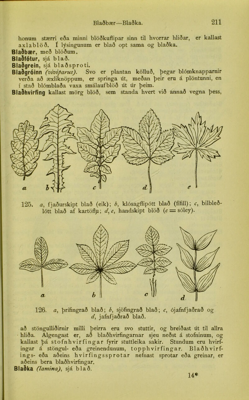 honum stærri eða minni blöðkuflipar sinn til hvorrar hliðar, er kallast axlablöð. í lýsingunum er blað opt sama og blaðka. Blaðbær, með blöðum. Blaðfótur, sjá blað. Blaðgrein, sjá blaðsproti. Blaðgróinn (viviparus). Svo er plantan kölluð, þegar blómknapparnir verða að æxliknöppum, er springa út, meðan þeir eru á plöntunni, en í stað blómblaða vaxa smálaufblöð út úr þeim. Blaðhvirfing kallast mörg blöð, sem standa hvert við annað vegna þess, 125. a, fjaðurskipt blað (eik); b, klósagflipótt blað (fífill); c, bilbleð- lótt blað af kartöflji; d,e, handskipt blöð (e = sóley). 126. a, þrífingrað blað; b, sjöfingrað blað; c, ójafnfjaðrað og d, jafnfjaðrað blað. að stöngulliðirnir milli þeirra eru svo stuttir, og breiðast út til allra • hliða. Algengast er, að blaðhvirfingarnar sjeu neðst á stofninum, og kallast þá stofnhvirfingar fyrir stuttleika sakir. Stundum eru hvirf- ingar á stöngul- eða greinendunum, topphvirfingar. Blaðhvirf- ings- eða aðeins hvirfingssprotar nefnast sprotar eða greinar, er aðeins bera blaðhvirfingar. Blaðka (lamina), sjá blað. 14*