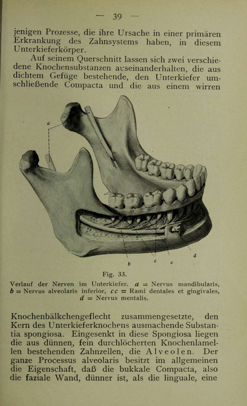 Fig. 33. Verlauf der Nerven im Unterkiefer, a = Nervus mandibularis, b = Nervus alveolaris inferior, cc — Rami dentales et gingivales, d = Nervus mentalis. Knochenbälkchengeflecht zusammengesetzte, den Kern des Unterkieferknochens ausmachende Substan- tia spongiosa. Eingesenkt in diese Spongiosa liegen die aus dünnen, fein durchlöcherten Knochenlamel- len bestehenden Zahnzellen, die Alveolen. Der ganze Processus alveolaris besitzt im allgemeinen die Eigenschaft, daß die bukkale Compacta, also die faziale Wand, dünner ist, als die linguale, eine jenigen Prozesse, die ihre Ursache in einer primären Erkrankung des Zahnsystems haben, in diesem Unterkieferkörper. Auf seinem Querschnitt lassen sich zwei verschie- dene Knochensubstanzen auseinanderhalten, die aus dichtem Gefüge bestehende, den Unterkiefer um- schließende Compacta und die aus einem wirren