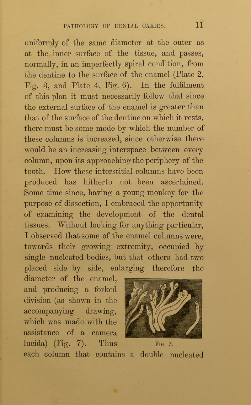 uniformly of the same diameter at the outer as at the inner surface of the tissue, and passes, normally, in an imperfectly spiral condition, from the dentine to the surface of the enamel (Plate 2, Fig. 3, and Plate 4, Fig. 6). In the fulfilment of this plan it must necessarily follow that since the external surface of the enamel is greater than that of the surface of the dentine on which it rests, there must be some mode by which the number of these columns is increased, since otherwise there would be an increasing interspace between every column, upon its approaching the periphery of the tooth. How these interstitial columns have been produced has hitherto not been ascertained. Some time since, having a young monkey for the purpose of dissection, I embraced the opportunity of examining the development of the dental tissues. Without looking for anything particular, I observed that some of the enamel columns were, towards their growing extremity, occupied by single nucleated bodies, but that others had two placed side by side, enlarging therefore the diameter of the enamel, and producing a forked division (as shown in the accompanying drawing, which was made with the assistance of a camera lucida) (Fig. 7). Thus each column that contains a double nucleated Fig. 7.