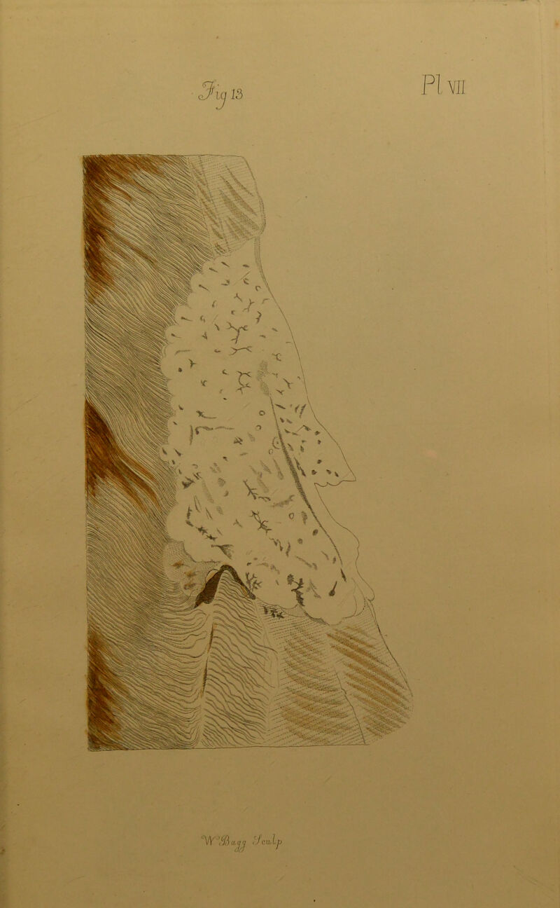 PI VII °\IY \CB iiaj (j 'feu,Ip