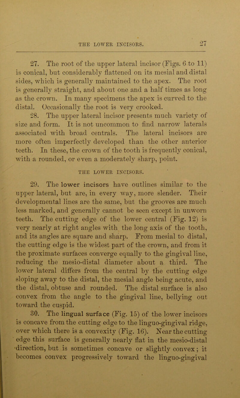 THE LOWER INCISORS. 27. The root of the upper lateral incisor (Figs. 6 to 11) is conical, but considerably flattened on its mesial and distal sides, which is generally maintained to the apex. The root is generally straight, and about one and a half times as long as the crown. In many specimens the apex is curved to the distal. Occasionally the root is very crooked. 28. The upper lateral incisor presents much variety of size and form. It is not uncommon to find narrow laterals associated with broad centrals. The lateral incisors are more often imperfectly developed than the other anterior teeth. In these, the crown of the tooth is frequently conical, with a rounded, or even a moderately sharp, point. THE LOWER INCISORS. 29. The lower incisors have outlines similar to the upper lateral, but are, in every way, more slender. Their developmental lines are the same, but the grooves are much less marked, and generally cannot be seen except in unworn teeth. The cutting edge of the lower central (Fig. 12) is very nearly at right angles with the long axis of the tooth, and its angles are square and sharp. From mesial to distal, the cutting edge is the widest part of the crown, and from it the proximate surfaces converge equally to the gingival line, reducing the mesio-distal diameter about a third. The lower lateral differs from the central by the cutting edge sloping away to the distal, the mesial angle being acute, and the distal, obtuse and rounded. The distal surface is also convex from the angle to the gingival line, bellying out toward the cuspid. 30. The lingual surface (Fig. 15) of the lower incisors is concave from the cutting edge to the linguo-gingival ridge, over which there is a convexity (Fig. 16). Hear the cutting edge this surface is generally nearly flat in the mesio-distal ■direction, but is sometimes concave or slightly convex; it becomes convex progressively toward the linguo-gingival