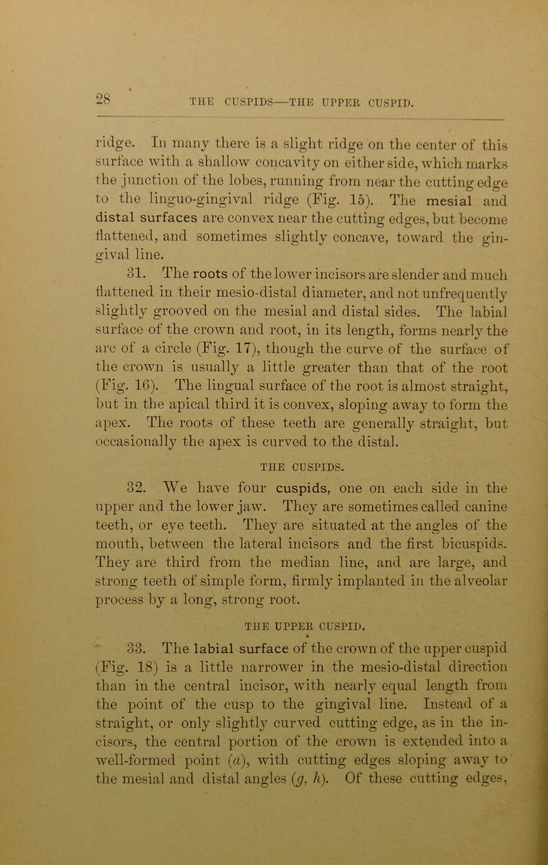 THE CUSPIDS—THE UPPER CUSPID. ridge. In many there is a slight ridge on the center of this surface with a shallow concavity on either side, which marks the junction ot the lobes, running from near the cutting edge to the linguo-gingival ridge (Fig. 15). The mesial and distal surfaces are convex near the cutting edges, but become flattened, and sometimes slightly concave, toward the gin- gival line. 31. The roots of the lower incisors are slender and much battened in their mesio-distal diameter, and not unfrequently slightly grooved on the mesial and distal sides. The labial surface of the crown and root, in its length, forms nearly the arc of a circle (Fig. 17), though the curve of the surface of the crown is usually a little greater than that of the root (Fig. 16). The lingual surface of the root is almost straight, but in the apical third it is convex, sloping away to form the apex. The roots of these teeth are generally straight, but occasionally the apex is curved to the distal. THE CUSPIDS. 32. We have four cuspids, one on each side in the upper and the lower jaw. They are sometimes called canine teeth, or eye teeth. They are situated at the angles of the mouth, between the lateral incisors and the first bicuspids. They are third from the median line, and are large, and strong teeth of simple form, firmly implanted in the alveolar process by a long, strong root. THE UPPER CUSPID. * 33. The labial surface of the crown of the upper cuspid (Fig. 18) is a little narrower in the mesio-distal direction than in the central incisor, with nearly equal length from the point of the cusp to the gingival line. Instead of a straight, or only slightly curved cutting edge, as in the in- cisors, the central portion of the crown is extended into a well-formed point (a), with cutting edges sloping away to the mesial and distal angles (y, h). Of these cutting edges,