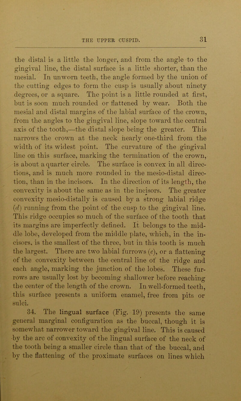 the distal is a little the longer, and from the angle to the gingival line, the distal surface is a little shorter, than the mesial. In unworn teeth, the angle formed by the union of the cutting edges to form the cusp is usually about ninety degrees, or a square. The point is a little rounded at first, hut is soon much rounded or flattened by wear. Both the mesial and distal margins of the labial surface of the crown, from the angles to the gingival line, slope toward the central axis of the tooth,—the distal slope being the greater. This narrows the crown at the neck nearly one-third from the width of its widest point. The curvature of the gingival line on this surface, marking the termination of the crown, is about a quarter circle. The surface is convex in all direc- tions, and is much more rounded in the mesio-distal direc- tion, than in the incisors. In the direction of its length, the convexity is about the same as in the incisors. The greater convexity mesio-distally is caused by a strong labial ridge (d) running from the point of the cusp to the gingival line. This ridge occupies so much of the surface of the tooth that its margins are imperfectly defined. It belongs to the mid- dle lobe, developed from the middle plate, which, in the in- cisors, is the smallest of the three, but in this tooth is much the largest. There are two labial furrows (e), or a flattening of the convexity between the central line of the ridge and each angle, marking the junction of the lobes. These fur- rows are usually lost by becoming shallower before reaching the center of the length of the crown. In well-formed teeth, this surface presents a uniform enamel, free from pits or sulci. 34. The lingual surface (Fig. 19) presents the same general marginal configuration as the buccal, though it is somewhat narrower toward the gingival line. This is caused -by the arc of convexity of the lingual surface of the neck of the tooth being a smaller circle than that of the buccal, and by the flattening of the proximate surfaces on lines which