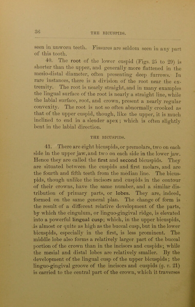 THE BICUSPIDS. 8l) seen in unworn teeth. Fissures are seldom seen in any part of this tooth. 40. The root of the lower cuspid (Figs. 25 to 29) is shorter than the upper, and generally more flattened in the mesio-distal diameter, often presenting deep furrows. In rare instances, there is a division of the root near the ex- tremity. The root is nearly straight, and in many examples the lingual surface of the root is nearly a straight line, while the labial surface, root, and crown, present a nearly regular convexity. The root is not so often abnormally crooked as that of the upper cuspid, though, like the upper, it is much inclined to end in a slender apex ; which is often slightly bent in the labial direction. THE BICUSPIDS. 41. There are eight bicuspids, or premolars, two on each side in the upper jaw, and two on each side in the lower jaw. Hence they are called the first and second bicuspids. They are situated between the cuspids and first molars, and are the fourth and fifth teeth from the median line. The bicus- pids, though unlike the incisors and cuspids in the contour of their crowns, have the same number, and a similar dis- tribution of primary parts, or lobes. The} are, indeed, formed on the same general plan. The change of form is the result of a different relative development of the parts, by which the cingulum, or linguo-gingival ridge, is elevated into a powerful lingual cusp; which, in the upper bicuspids, is almost or quite as high as the buccal cusp, but in the lower bicuspids, especially in the first, is less prominent. The middle lobe also forms a relatively larger part of the buccal portion of the crown than in the incisors and cuspids while the mesial and distal lobes are relatively smaller. By the development of the lingual cusp of the upper bicuspids; the linguo-gingival groove of the incisors and cuspids (q. v. 21) is carried to the central part of the crown, which it traverses