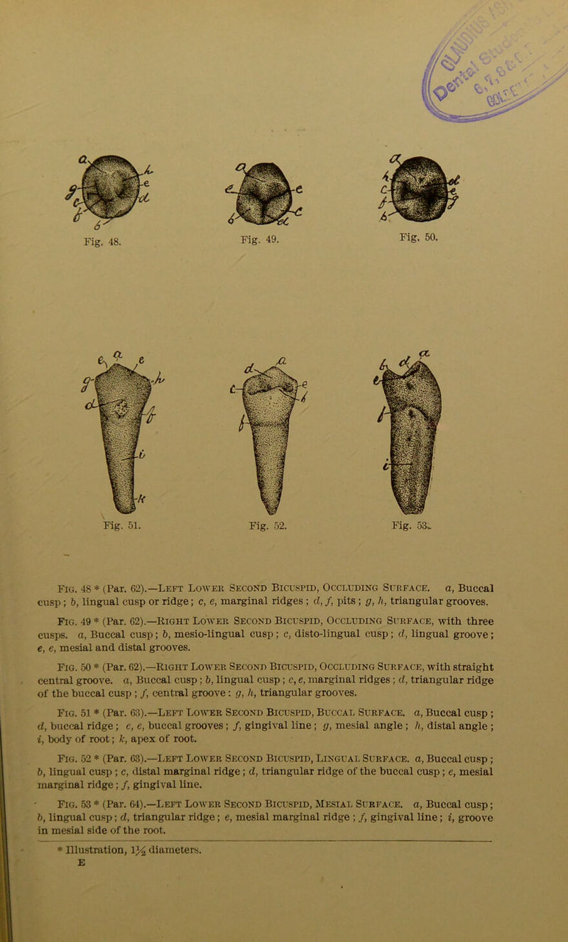 Fig. 48. Fig. 49. Fig. 50. Fig. 51. Fig. 52. Fig. 53> Fig. 48 * (Par. 62).—Left Low eh Second Bicuspid, Occluding Surface, a, Buccal cusp; b, lingual cusp or ridge; c, e, marginal ridges ; cl, /, pits; g, h, triangular grooves. Fig. 49 * (Par. 62).—Right Lower Second Bicuspid, Occluding Surface, with three cusps, a, Buccal cusp; b, mesio-lingual cusp; c, disto-lingual cusp; cl, lingual groove; e, e, mesial and distal grooves. Fig. 50 * (Par. 62).—Right Lower Second Bicuspid, Occluding Surface, with straight central groove, a, Buccal cusp; b, lingual cusp ; c, e, marginal ridges ; d, triangular ridge of the buccal cusp ; /, central groove: g, h, triangular grooves. Fig. 51 * (Par. 63).—Left Lower Second Bicuspid, Buccal Surface, a, Buccal cusp ; d, buccal ridge; e, e, buccal grooves; /, gingival line; g, mesial angle ; li, distal angle ; i, body of root; k, apex of root. Fig. 52 * (Par. 63).—Left Lower Second Bicuspid, Lingual Surface, a, Buccal cusp; b, lingual cusp ; c, distal marginal ridge; d, triangular ridge of the buccal cusp; e, mesial marginal ridge; /, gingival line. Fig. 53 * (Par. 64).—Left Lower Second Bicuspid, Mesial Surface, a, Buccal cusp; b, lingual cusp; d, triangular ridge; e, mesial marginal ridge ; /, gingival line; i, groove in mesial side of the root. * Illustration, 1% diameters. E