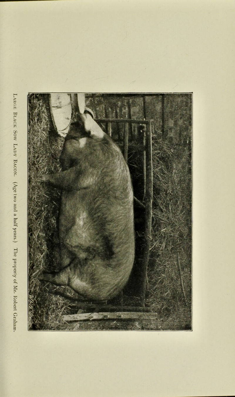 Larok IjI.ack Sow Lady Bacon. (Age two and a half years.) The property of Mr. Robert Graham.