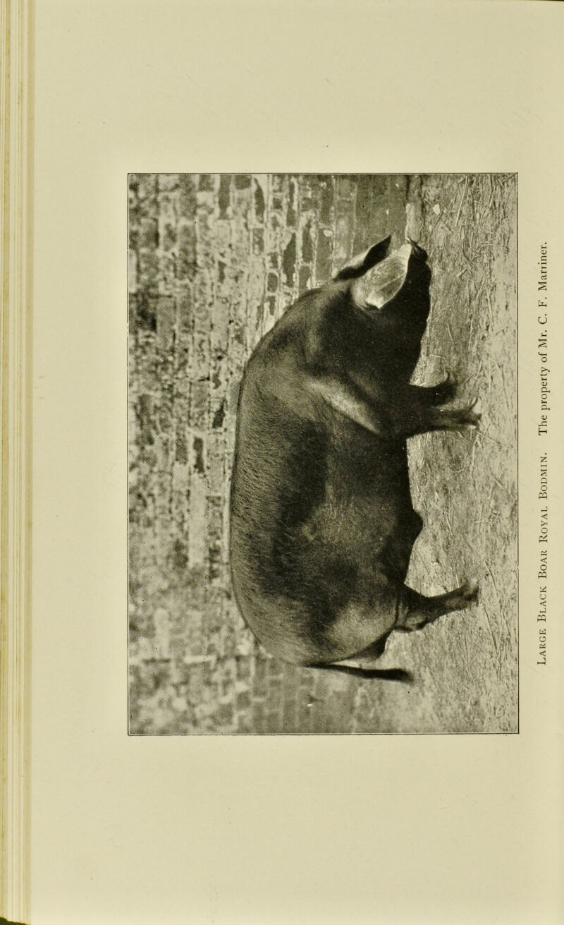 Large Black Boar Royai. Bodmin. The property of Mr. C. F. Maniner