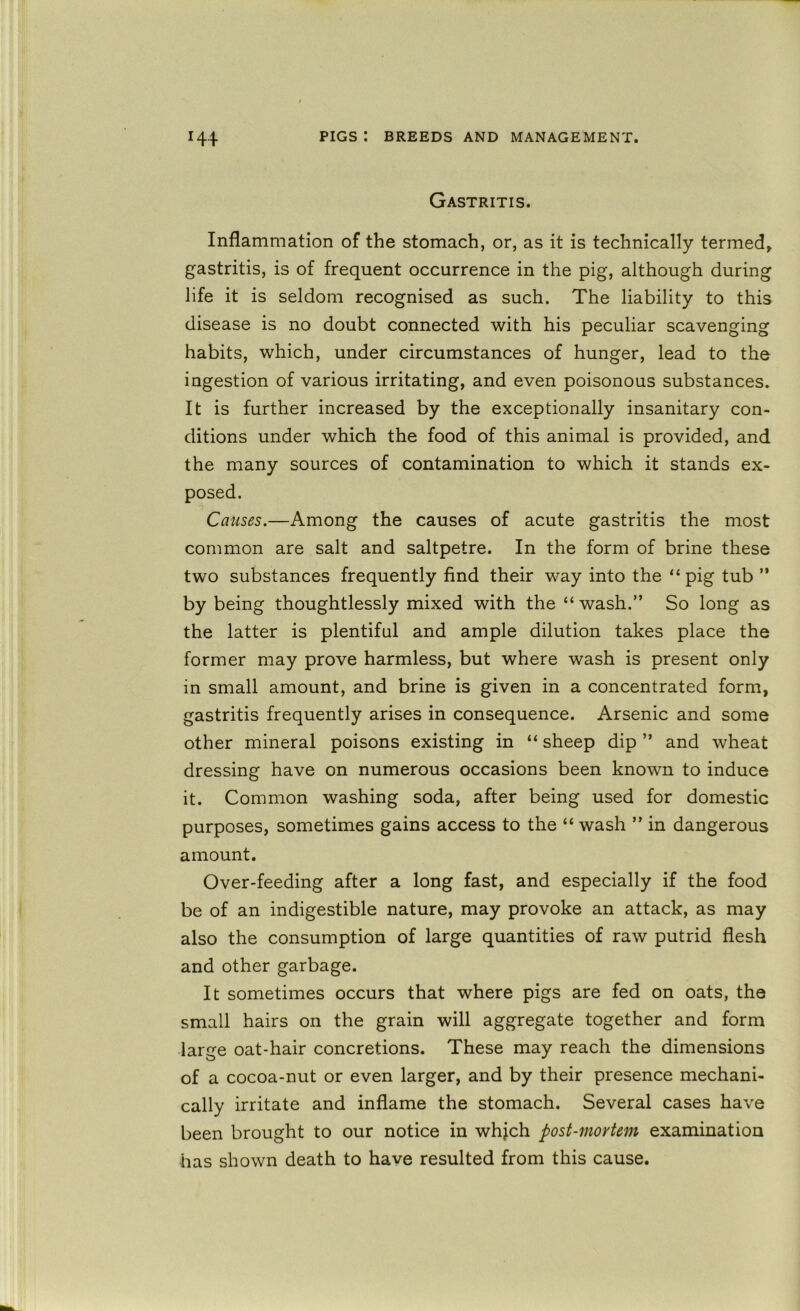 Gastritis. Inflammation of the stomach, or, as it is technically termed^ gastritis, is of frequent occurrence in the pig, although during life it is seldom recognised as such. The liability to this disease is no doubt connected with his peculiar scavenging habits, which, under circumstances of hunger, lead to the ingestion of various irritating, and even poisonous substances. It is further increased by the exceptionally insanitary con- ditions under which the food of this animal is provided, and the many sources of contamination to which it stands ex- posed. Causes.—Among the causes of acute gastritis the most common are salt and saltpetre. In the form of brine these two substances frequently find their way into the “pig tub ” by being thoughtlessly mixed with the “wash.” So long as the latter is plentiful and ample dilution takes place the former may prove harmless, but where wash is present only in small amount, and brine is given in a concentrated form, gastritis frequently arises in consequence. Arsenic and some other mineral poisons existing in “ sheep dip ” and wheat dressing have on numerous occasions been known to induce it. Common washing soda, after being used for domestic purposes, sometimes gains access to the “ wash ” in dangerous amount. Over-feeding after a long fast, and especially if the food be of an indigestible nature, may provoke an attack, as may also the consumption of large quantities of raw putrid flesh and other garbage. It sometimes occurs that where pigs are fed on oats, the small hairs on the grain will aggregate together and form large oat-hair concretions. These may reach the dimensions of a cocoa-nut or even larger, and by their presence mechani- cally irritate and inflame the stomach. Several cases have been brought to our notice in whjch post-mortem examination has shown death to have resulted from this cause.
