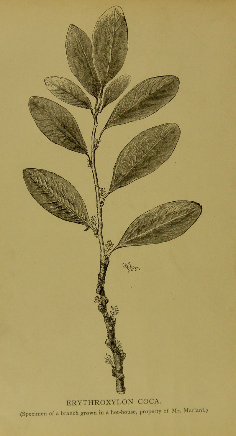 ERYTHROXYLON COCA. (Specimen of a branch grown in a hot-house, property of Mr. Mariani.)