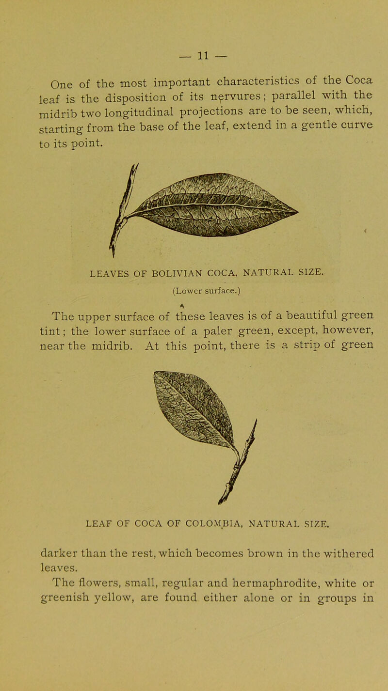 One of the most important characteristics of the Coca leaf is the disposition of its nprvures; parallel with the midrib two longitudinal projections are to be seen, which, starting from the base of the leaf, extend in a gentle curve to its point. < LEAVES OF BOLIVIAN COCA, NATURAL SIZE. (Lower surface.) A The upper surface of these leaves is of a beautiful green tint; the lower surface of a paler green, except, however, near the midrib. At this point, there is a strip of green LEAF OF COCA OF COLOMBIA, NATURAL SIZE. darker than the rest, which becomes brown in the withered leaves. The flowers, small, regular and hermaphrodite, white or greenish yellow, are found either alone or in groups in