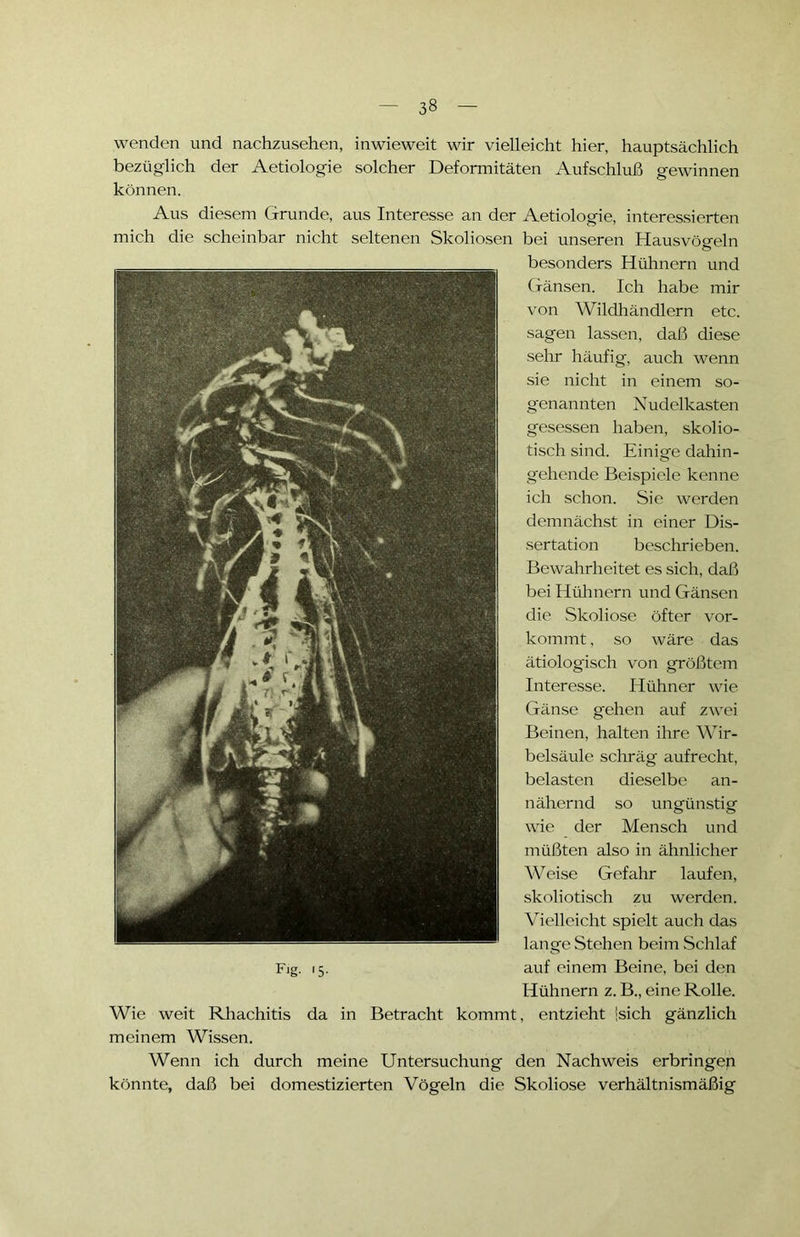 wenden und nachzusehen, inwieweit wir vielleicht hier, hauptsächlich bezüglich der Aetiologie solcher Deformitäten Aufschluß gewinnen können. Aus diesem Grunde, aus Interesse an der Aetiologie, interessierten mich die scheinbar nicht seltenen Skoliosen bei unseren Hausvögeln besonders Hühnern und Gänsen. Ich habe mir von Wildhändlern etc. sagen lassen, daß diese sehr häufig, auch wenn sie nicht in einem so- genannten Nudelkasten gesessen haben, skolio- tisch sind. Einige dahin- gehende Beispiele kenne ich schon. Sie werden demnächst in einer Dis- sertation beschrieben. Bewahrheitet es sich, daß bei Hühnern und Gänsen die Skoliose öfter vor- kommt , so wäre das ätiologisch von größtem Interesse. Hühner wie Gänse gehen auf zwei Beinen, halten ihre Wir- belsäule schräg aufrecht, belasten dieselbe an- nähernd so ungünstig wie der Mensch und müßten also in ähnlicher Weise Gefahr laufen, skoliotisch zu werden. Vielleicht spielt auch das lange Stehen beim Schlaf Fig. 15. auf einem Beine, bei den Hühnern z. B., eine Rolle. Wie weit Rhachitis da in Betracht kommt, entzieht isich gänzlich meinem Wissen. Wenn ich durch meine Untersuchung den Nachweis erbringen könnte, daß bei domestizierten Vögeln die Skoliose verhältnismäßig