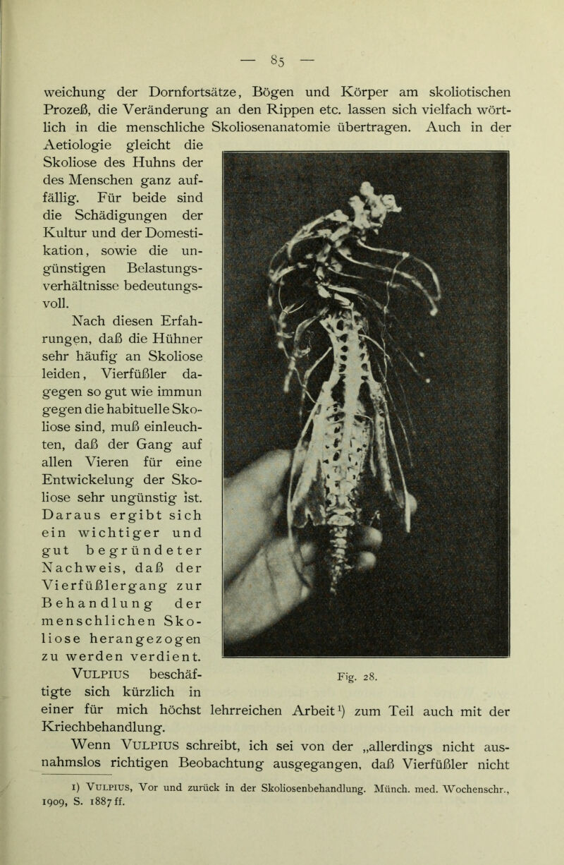 §5 weichung der Dornfortsätze, Bögen und Körper am skoliotischen Prozeß, die Veränderung an den Rippen etc. lassen sich vielfach wört- lich in die menschliche Skoliosenanatomie übertragen. Auch in der Aetiologie gleicht die Skoliose des Huhns der des Menschen ganz auf- fällig. Für beide sind die Schädigungen der Kultur und der Domesti- kation , sowie die un- günstigen Belastungs- verhältnisse bedeutungs- voll. Nach diesen Erfah- rungen, daß die Hühner sehr häufig an Skoliose leiden, Vierfüßler da- gegen so gut wie immun gegen die habituelle Sko- liose sind, muß einleuch- ten, daß der Gang auf allen Vieren für eine Entwickelung der Sko- liose sehr ungünstig ist. Daraus ergibt sich ein wichtiger und gut begründeter Nachweis, daß der Vierfüßlergang zur Behandlung der menschlichen Sko- liose herangezogen zu werden verdient. Vulpius beschäf- Fig. 28. tigte sich kürzlich in einer für mich höchst lehrreichen Arbeit1) zum Teil auch mit der Kriechbehandlung. Wenn Vulpius schreibt, ich sei von der „allerdings nicht aus- nahmslos richtigen Beobachtung ausgegangen, daß Vierfüßler nicht 1) Vulpius, Vor und zurück in der Skoliosenbehandlung. Münch, med. Wochenschr., 1909, S. 1887 ff.