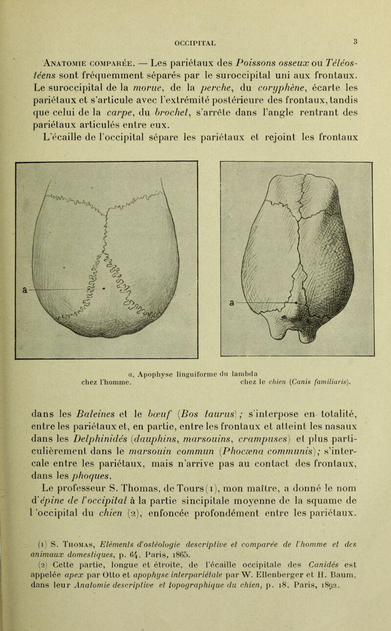 Anatomie comparée. — Les pariétaux des Poissons osseux ou Téléos- téens sont fréquemment séparés par le suroccipital uni aux frontaux. Le suroccipital de la morue, de la perche, du coryphène, écarte les pariétaux et s’articule avec l’extrémité postérieure des frontaux, tandis que celui de la carpe, du brochet, s’arrête dans l’angle rentrant des pariétaux articulés entre eux. L’écaille de l’occipital sépare les pariétaux et rejoint les frontaux a, Apophyse linguiforme chez l’homme. (lu lambda chez le chien {Canis familiaris). dans les Baleines et le bœuf [Bos tauriis) ; s'interpose en totalité, entre les pariétaux et, en partie, entre les frontaux et atteint les nasaux dans les Delphinidés (dauphins, marsouins, crampiises) et plus parti- culièrement dans le marsouin commun (Phocæna communis); s’inter- cale entre les pariétaux, mais n’arrive pas au contact des frontaux, dans les phoques. Le professeur S. Thomas, de Tours (i), mon maître, a donné le nom d'épine de l'occipital à la partie sincipitale moyenne de la squame de l'occipital du chien (2), enfoncée profondément entre les pariétaux. (1) S. Thomas, Eléments d'ostéologie descriptive et comparée de l'homme et des animaux domestiques, p. 64. Paris, i865. (2) Cette partie, longue et étroite, de l’écaille occipitale des Canidés est appelée apex par Otto et apophyse interpariétale par W. Ellenberger et II. Baum, dans leur Anatomie descriptive et topographique du chien, p. 18. Paris, i8(j2.