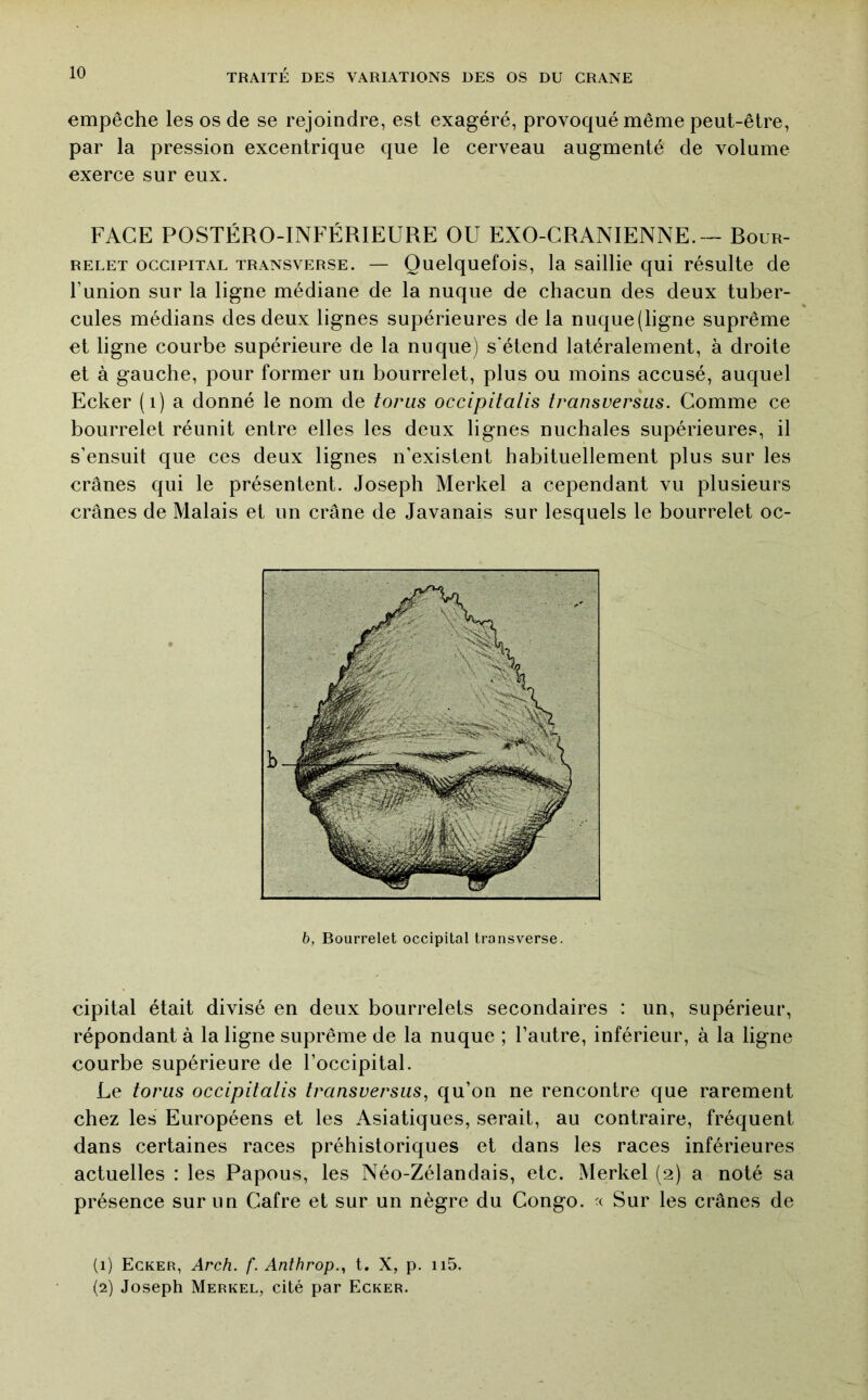 empêche les os de se rejoindre, est exagéré, provoqué même peut-être, par la pression excentrique que le cerveau augmenté de volume exerce sur eux. FACE POSTÉRO-INFÉRIEURE OU EXO-CRANIENNE.— Rour- RELET OCCIPITAL TRANSVERSE. — Quelquefois, la saillie qui résulte de l’union sur la ligne médiane de la nuque de chacun des deux tuber- cules médians des deux lignes supérieures de la nuque (ligne suprême et ligne courbe supérieure de la nuque) s'étend latéralement, à droite et à gauche, pour former un bourrelet, plus ou moins accusé, auquel Ecker (i) a donné le nom de toriis occipitalis transversus. Comme ce bourrelet réunit entre elles les deux lignes nuchales supérieures, il s’ensuit que ces deux lignes n’existent habituellement plus sur les crânes qui le présentent. Joseph Merkel a cependant vu plusieurs crânes de Malais et un crâne de Javanais sur lesquels le bourrelet oc- cipital était divisé en deux bourrelets secondaires : un, supérieur, répondant à la ligne suprême de la nuque ; l’autre, inférieur, à la ligne courbe supérieure de l’occipital. Le torus occipitalis transversus, qu’on ne rencontre que rarement chez les Européens et les Asiatiques, serait, au contraire, fréquent dans certaines races préhistoriques et dans les races inférieures actuelles : les Papous, les Néo-Zélandais, etc. Merkel (2) a noté sa présence sur un Cafre et sur un nègre du Congo. ■( Sur les crânes de (1) Ecker, Arch. f. Anthrop., t. X, p. ii5. {2) Joseph Merkel, cité par Ecker.