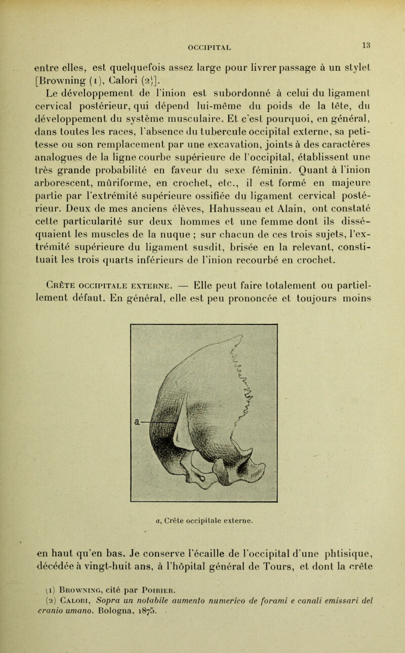 entre elles, est quelquefois assez large pour livrer passage à un stylet [Browning (i), Calori (2)]. Le développement de l’inion est subordonné à celui du ligament cervical postérieur, qui dépend lui-même du poids de la tête, du développement du système musculaire. Et c’est pourquoi, en général, dans toutes les races, l'absence du tubercule occipital externe, sa peti- tesse ou son remplacement par une excavation, joints à des caractères analogues de la ligne courbe supérieure de l’occipital, établissent une très grande probabilité en faveur du sexe féminin. Quant à l’inion arborescent, mùriforme, en crochet, etc., il est formé en majeure partie par l’extrémité supérieure ossifiée du ligament cervical posté- rieur. Deux de mes anciens élèves, Hahusseau et Alain, ont constaté cette particularité sur deux hommes et une femme dont ils dissé- quaient les muscles de la nuque ; sur chacun de ces trois sujets, l’ex- trémité supérieure du ligament susdit, brisée en la relevant, consti- tuait les trois quarts inférieurs de l’inion recourbé en crochet. Crête occipitale externe. — Elle peut faire totalement ou partiel- lement défaut. En général, elle est peu prononcée et toujours moins en haut qu’en bas. Je conserve l’écaille de l’occipital d’une phtisique, décédée à vingt-huit ans, à l’hôpital général de Tours, et dont la crête a a, Crête occipitale externe. [1) Browning, cité par Poirier. (2) Calori, Sopra un notabile aumento numerico de forami e canali emissari del cranio umano. Bologna, 1875.