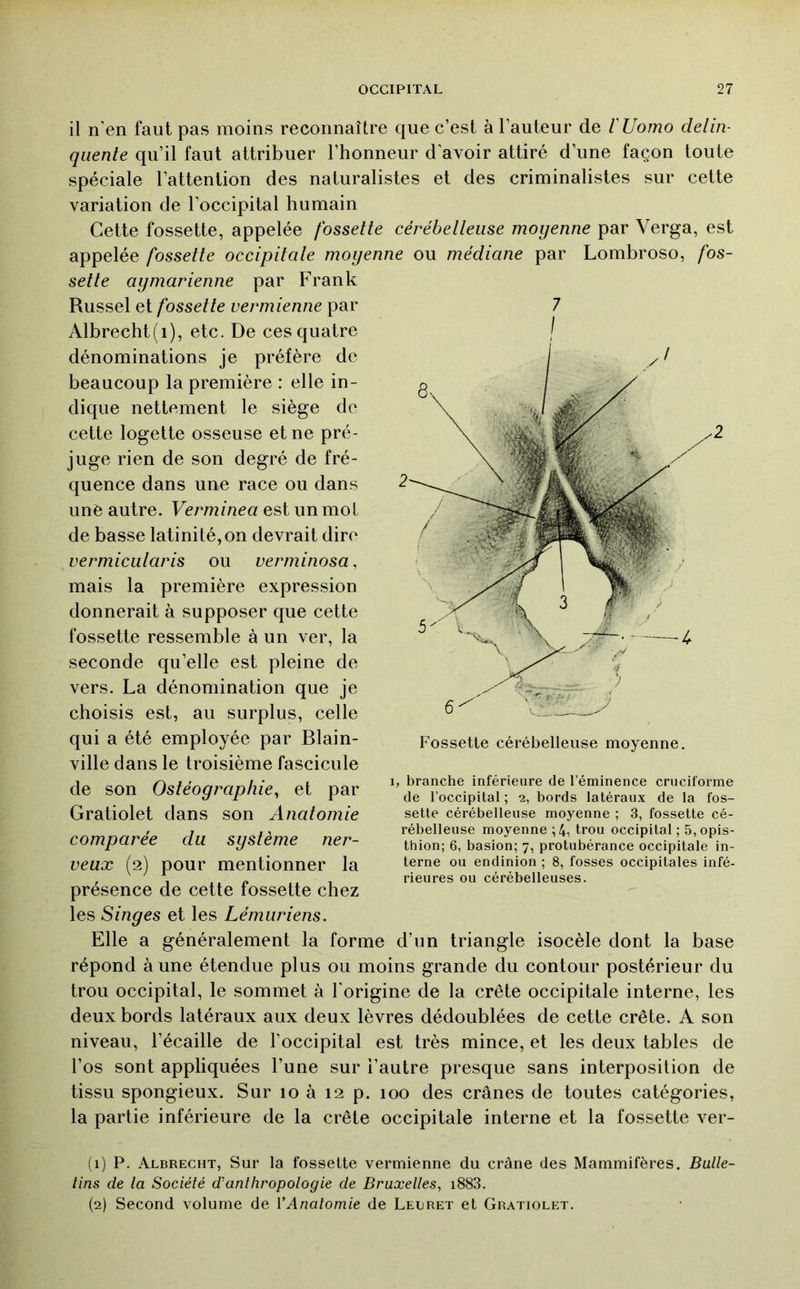 il n'en faut pas moins reconnaître que c’est à l’auteur de lUomo deliiv qiiente qu’il faut attribuer l’honneur d'avoir attiré d’une façon toute spéciale l’attention des naturalistes et des criminalistes sur cette variation de l’occipital humain Cette fossette, appelée fossette cérébelleuse moyenne par Verga, est appelée fossette occipitate moyenne ou médiane par Lombroso, fos- sette aymarienne par Frank Russel et fossette ver mienne par Albrecht(i), etc. De ces quatre dénominations je préfère de beaucoup la première : elle in- dique nettement le siège de cette logette osseuse et ne pré- juge rien de son degré de fré- quence dans une race ou dans une autre. Verminea est un mot de basse latinité, on devrait dire vermicularis ou verminosa, mais la première expression donnerait à supposer que cette fossette ressemble à un ver, la seconde qu’elle est pleine de vers. La dénomination que je choisis est, au surplus, celle qui a été employée par Blain- ville dans le troisième fascicule de son Ostéographie, et par Gratiolet dans son Anatomie comparée du système ner- veux (2) pour mentionner la présence de cette fossette chez les Singes et les Lémuriens. Elle a généralement la forme d’un triangle isocèle dont la base répond aune étendue plus ou moins grande du contour postérieur du trou occipital, le sommet à l'origine de la crête occipitale interne, les deux bords latéraux aux deux lèvres dédoublées de cette crête. A son niveau, l’écaille de l’occipital est très mince, et les deux tables de l’os sont appliquées l’une sur l’autre presque sans interposition de tissu spongieux. Sur 10 à 12 p. 100 des crânes de toutes catégories, la partie inférieure de la crête occipitale interne et la fossette ver- (1) P. Albrecht, Sur la fossette vermienne du crâne des Mammifères. Balle- lins de la Société d’anthropologie de Bruxelles, i883. (2) Second volume de VAnatomie de Lelret et Gratiolet. 7 1, branche inférieure de l’éminence cruciforme de l’occipital ; 2, bords latéraux de la fos- sette cérébelleuse moyenne ; 3, fossette cé- rébelleuse moyenne ; trou occipital ; 5, opis- thion; 6, basion; 7, protubérance occipitale in- terne ou endinion ; 8, fosses occipitales infé- rieures ou cérébelleuses.