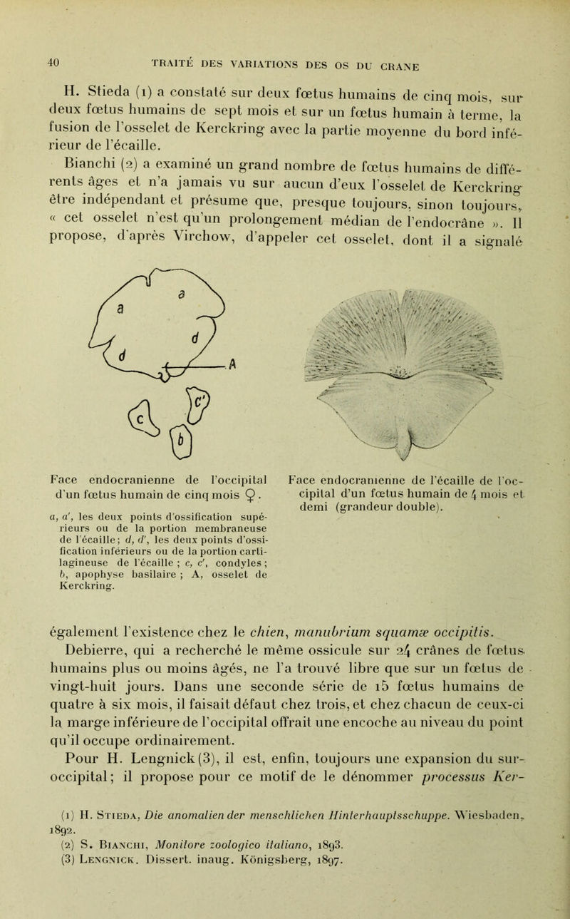 H. Stieda (i) a constaté sur deux fœtus humains de cinq mois, sur deux fœtus humains de sept mois et sur un fœtus humain à ternie, la fusion de l’osselet de Kerckring avec la partie moyenne du bord infé- rieur de l’écaille. Bianchi (2) a examiné un grand nombre de fœtus humains de diflé- renls âges et n’a jamais vu sur aucun d’eux l’osselet de Kerckring être indépendant et présume que, presque toujours, sinon toujours,, « cet osselet n’est qu’un prolongement médian de l’endocrâne ». 11 propose, d’après Virchow, d’appeler cet osselet, dont il a signalé Face endocranienne de l’occipital d'un fœtus humain de cinq mois Ç>. a, a', les deux points d'ossification supé- rieurs ou de la portion membraneuse de l'écaille; d, d\ les deux points d’ossi- fication inférieurs ou de la portion carti- lagineuse de l’écaille ; c, c', condyles ; b, apophyse basilaire ; A, osselet de Kerckring. Face endocranienne de l’écaille de l’oc- cipilal d’un fœtus humain de 4 mois et demi (grandeur double). également l’existence chez le c/z/en, manubrium squarnæ occipitis. Debierre, qui a recherché le même ossicule sur 24 crânes de fœtus, humains plus ou moins âgés, ne l’a trouvé libre que sur un fœtus de vingt-huit jours. Dans une seconde série de i5 fœtus humains de quatre à six mois, il faisait défaut chez trois, et chez chacun de ceux-ci la marge inférieure de l’occipital offrait une encoche au niveau du point qu’il occupe ordinairement. Pour H. Lengnick(3), il est, enfin, toujours une expansion du sur- occipital; il propose pour ce motif de le dénommer processus Ker- (1) H. Stieda, Die anomalien der menschlichen Hinterhauptsschuppe. Wiesbaden,. 1892. (2) S. Bianciii, Monilore zoologico italiano, i8g3. (3) Lengnick, Dissert, inaug. Kônigsberg, 1897.