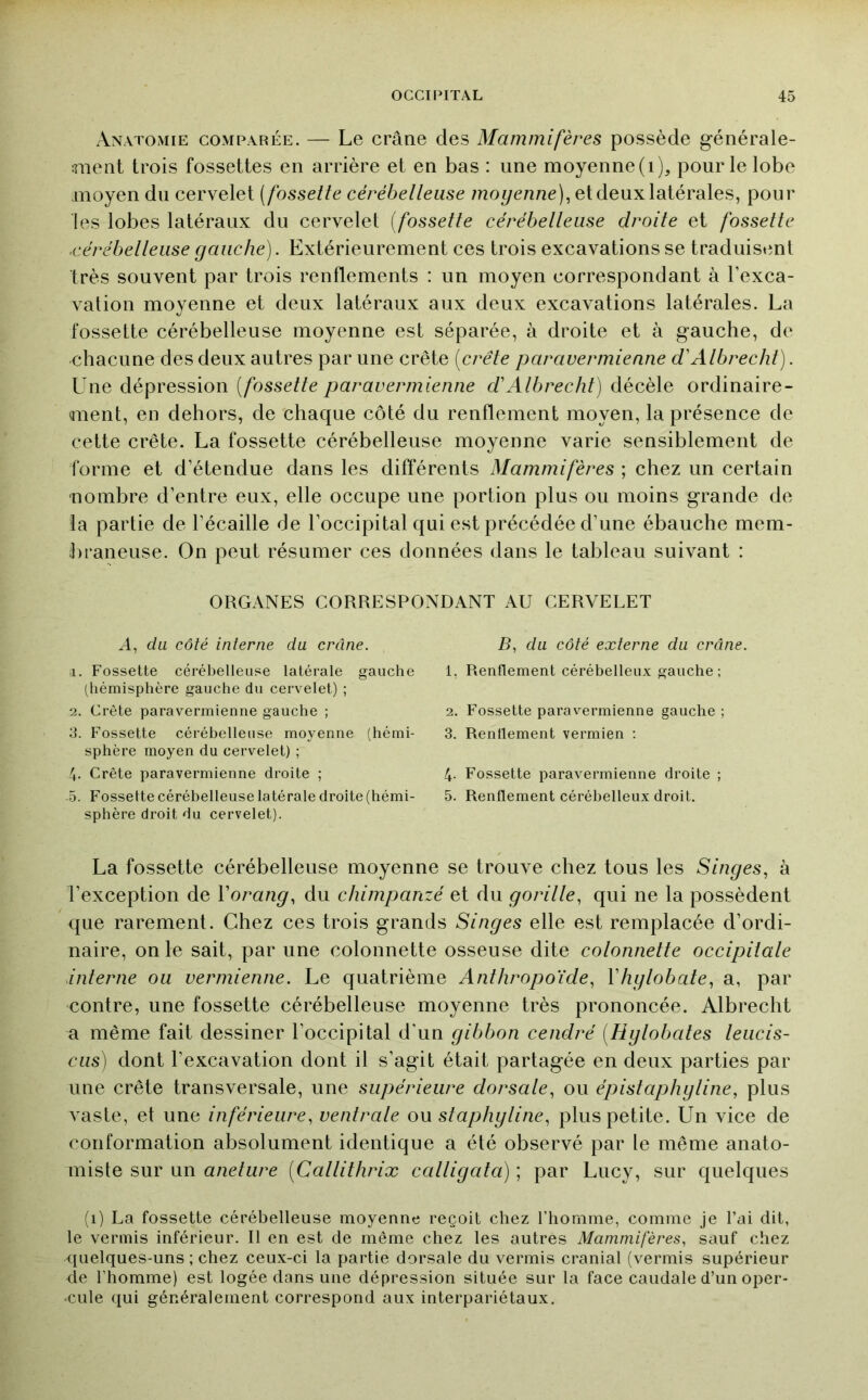 Anatomie comparée. — Le crâne des Mammifères possède générale- :ment trois fossettes en arrière et en bas : une moyenne(i), pour le lobe moyen du cervelet (fossette cérébelteuse moyenne), et deux latérales, pour les lobes latéraux du cervelet (fossette cérébetleuse droite et fossette .cérébelleuse gauche). Extérieurement ces trois excavations se traduisent très souvent par trois renflements : un moyen correspondant à l’exca- vation moyenne et deux latéraux aux deux excavations latérales. La fossette cérébelleuse moyenne est séparée, à droite et à gauche, de chacune des deux autres par une crête (crête paravermienne d'Albrecht). Une dépression (fossette paravermienne d'Albrecht) décèle ordinaire- Quent, en dehors, de chaque côté du renflement moyen, la présence de cette crête. La fossette cérébelleuse moyenne varie sensiblement de forme et d’étendue dans les différents Mammifères ; chez un certain nombre d’entre eux, elle occupe une portion plus ou moins grande de la partie de l’écaille de l’occipital qui est précédée d’une ébauche mem- liraneuse. On peut résumer ces données dans le tableau suivant : ORGANES CORRESPONDANT AU CERVELET A, du côté interne du crâne. 1. Fossette cérébelleuse latérale gauche (hémisphère gauche du cervelet) ; 2. Crète paravermienne gauche ; 3. Fossette cérébelleuse moyenne (hémi- sphère moyen du cervelet) ; 4. Crête paravermienne droite ; 5. Fossette cérébelleuse latérale droite (hémi- sphère droit du cervelet). B, du côté externe du crâne. 1. Renflement cérébelleux gauche; 2. Fossette paravermienne gauche ; 3. Rentlement vermien ; 4. Fossette paravermienne droite ; 5. Renflement cérébelleux droit. La fossette cérébelleuse moyenne se trouve chez tous les Singes, à l’exception de Vorang, du chimpanzé et du gorille, qui ne la possèdent que rarement. Chez ces trois grands Singes elle est remplacée d’ordi- naire, on le sait, par une colonnette osseuse dite colonnette occipitale interne ou vermienne. Le quatrième Anthropoïde, Vhglobate, a, par contre, une fossette cérébelleuse moyenne très prononcée. Albrecht a même fait dessiner l’occipital d’un gibbon cendré (Hylobates leucis- cLis) dont l’excavation dont il s’agit était partagée en deux parties par une crête transversale, une supérieure dorsale, ou épistaphyline, plus vaste, et une inférieure, ventrale ou staphyline, plus petite. Un vice de conformation absolument identique a été observé par le même anato- miste sur un aneture (Callilhrix calligata) ; par Lucy, sur quelques (1) La fossette cérébelleuse moyenne reçoit chez l’homme, comme je l’ai dit, le vermis inférieur. Il en est de même chez les autres Mammifères, sauf chez quelques-uns ; chez ceux-ci la partie dorsale du vermis cranial (vermis supérieur de l’homme) est logée dans une dépression située sur la face caudale d’un oper- cule qui généralement correspond aux interpariétaux.