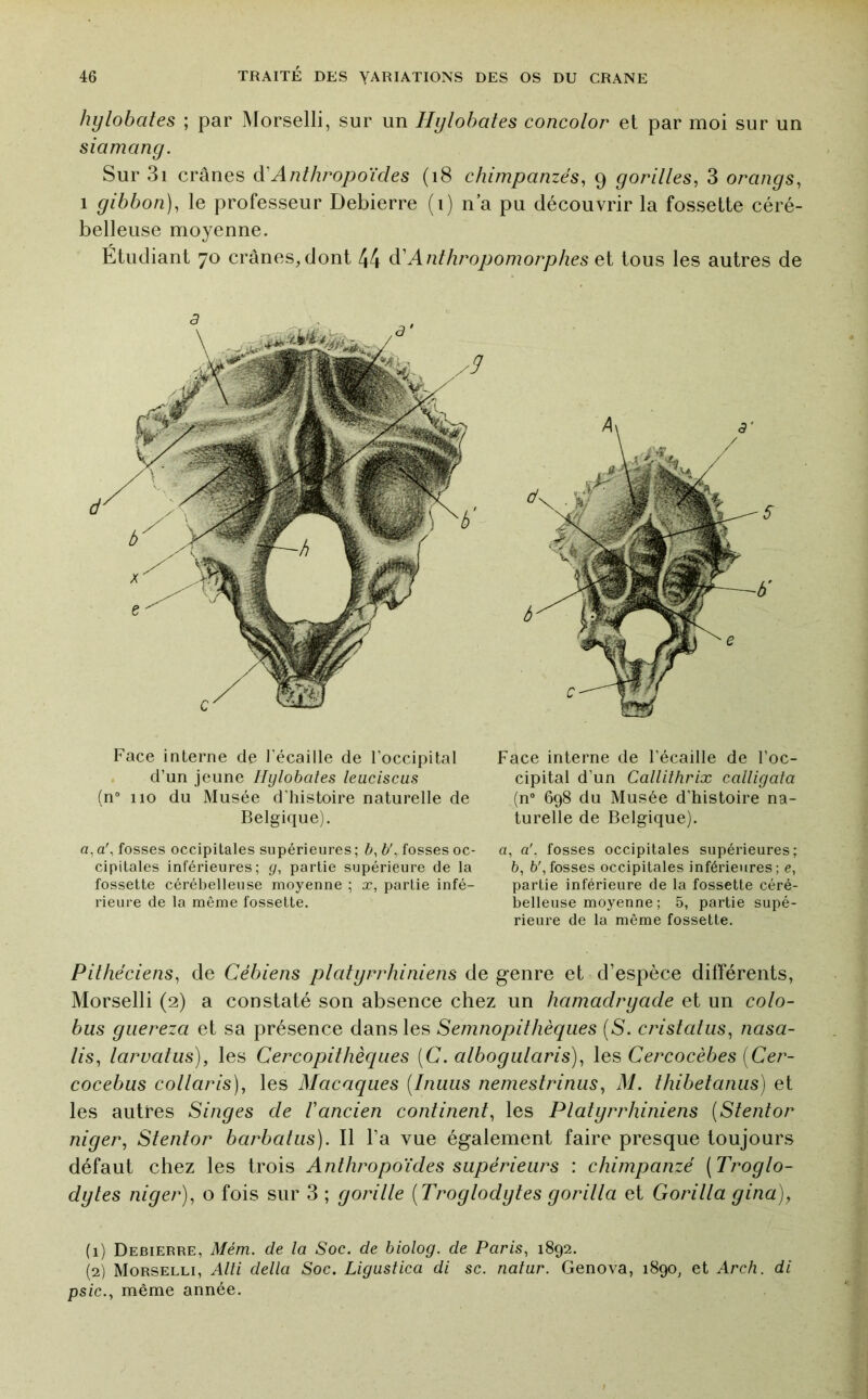 hylobates ; par Morselli, sur un Hylohafes concolor et par moi sur un siamang. Sur 3i crânes à'Anthropoïdes (i8 chimpanzés, 9 gorilles, 3 orangs, 1 gibbon), le professeur Debierre (i) n’a pu découvrir la fossette céré- belleuse moyenne. Étudiant 70 crânes,dont 44 à'Anthropomorphes et tous les autres de Face interne de l'écaille de l’occipital Face interne de l’écaille de l’oc- . d’un jeune Hylobates leuciscus cipital d’un Callithrix calligala (n“ 110 du Musée d’histoire naturelle de (n“ 698 du Musée d’histoire na- Belgique). turelle de Belgique). a, a', fosses occipitales supérieures; 6, 6',,fosses oc- a, a', fosses occipitales supérieures; cipitales inférieures; y, partie supérieure de la 6, 6', fosses occipitales inférieures ; e, fossette cérébelleuse moyenne ; x, partie infé- partie inférieure de la fossette céré- rieure de la même fossette. belleuse moyenne ; 5, partie supé- rieure de la même fossette. Pithéciens, de Cébiens platyrrhiniens de genre et d’espèce différents, Morselli (2) a constaté son absence chez un hamadrgade et un colo- bus giiereza et sa présence dans les Semnopithèques [S. cristatus, nasa- lis, laruatus), les Cercopithèques {C. albogularis), les Cercocèbes (Cer- cocebus collaris), les Macaques [Inuus nemestrinus, M. thibelaniis) et les autres Singes de Vancien continent, les Platyrrhiniens {Stentor niger. Stentor barbatus). Il l’a vue également faire presque toujours défaut chez les trois Anthropoïdes supérieurs : chimpanzé ( Troglo- dytes niger), o fois sur 3 ; gorille {Troglodytes gorilla et Gorilla gina), (1) Debierre, Mém. de la Soc. de biolog. de Paris, 1892. (2) Morselli, Alli délia Soc. Ligustica di sc. nalur. Genova, 1890, et Arch. di psic., même année.
