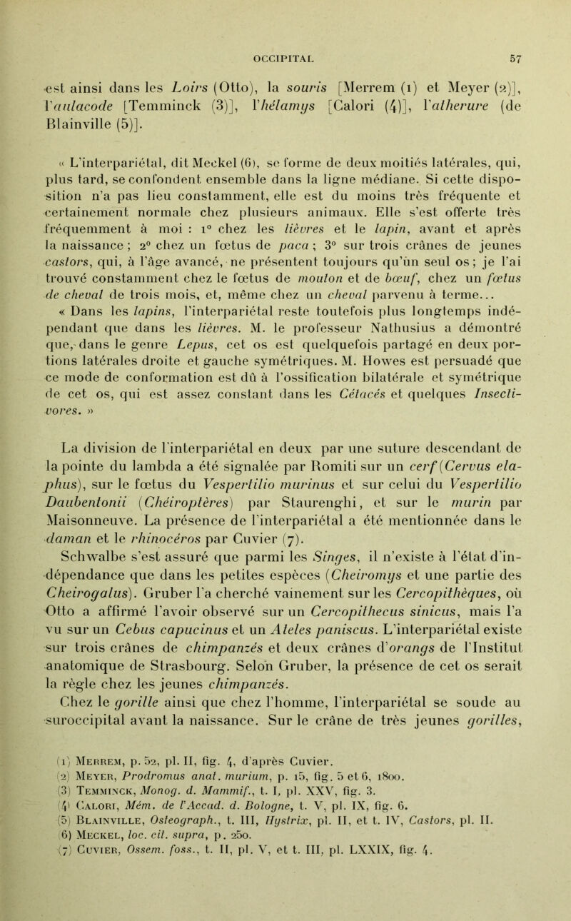 est ainsi dans les Loirs (Otto), la souris [Merrem (i) et Meyer (2)], Vanlacode [Temminck (3)], Vhélamys [Calori (4)], Vatherure (de Blainville (5)]. (( L’interpariétal, dit Meckel (6), se forme de deux moitiés latérales, qui, plus tard, se confondent ensemble dans la ligne médiane. Si cette dispo- sition n’a pas lieu constamment, elle est du moins très fréquente et certainement normale chez plusieurs animaux. Elle s’est offerte très fréquemment à moi : 1° chez les lièvres et le lapin, avant et après la naissance ; 2® chez un fœtus de paca ; 3° sur trois crânes de jeunes castors, qui, à l’âge avancé, ne présentent toujours qu’ùn seul os; je l’ai trouvé constamment chez le fœtus de mouton et de bœuf, chez un fœtus de cheval de trois mois, et, même chez un cheval parvenu à terme... « Dans les lapins, l’interpariétal reste toutefois plus longtemps indé- pendant que dans les lièvres. M. le professeur Nathusius a démontré que,'dans le genre Lepus, cet os est quelquefois partagé en deux por- tions latérales droite et gauche symétriques. M. Howes est persuadé que ce mode de conformation est dû à l’ossification bilatérale et symétrique de cet os, qui est assez constant dans les Cétacés et quelques Insecti- vores. » La division de Linterpariétal en deux par une suture descendant de la pointe du lambda a été signalée par Romiti sur un cerf {Cervas ela- phiis), sur le fœtus du Vespertilio murinus et sur celui du Vespertilio Daiibeîitonii [Chéiroptères) par Staurenghi, et sur le murin par Maisonneuve. La présence de Linterpariétal a été mentionnée dans le daman et le rhinocéros par Cuvier (7). Schwalbe s’est assuré que parmi les Singes, il n’existe à l’état d’in- dépendance que dans les petites espèces [Cheiromgs et une partie des Cheirogalus). Gruber l’a cherché vainement sur les Cercopithèques, où Otto a affirmé Lavoir observé sur un Cercopithecus sinicus, mais La vu sur un Cebus capucinus et un Ateles paniscus. L’interpariétal existe sur trois crânes de chimpanzés et deux crânes à'orangs de l’Institut anatomique de Strasbourg. Selon Gruber, la présence de cet os serait la règle chez les jeunes chimpanzés. Chez le gorille ainsi que chez l’homme, Linterpariétal se soude au suroccipital avant la naissance. Sur le crâne de très jeunes gorilles. il) Merrem, p. 5a, pl. II, fig. /J, d’après Cuvier. (2) Meyer, Prodronms anat. niurium, p. i5, fig. 5 et 6, 1800. (3) Temminck, A/ono(/. d. Mammif., t. \, pl. XXV, fig. 3. (4' Calori, Mém. de VAccad. d. Bologne, t. V, pl. IX, fig. 6. (5) Blainville, Osîeograph., t. III, Hgstrix, pl. II, et t. IV, Castors, pl. IL (6) Meckel, loc. cil. supra, p. a5o. (7) Cuvier, Ossem. foss., t. II, pl, V, et t. III, pl. LXXIX, fig. 4.