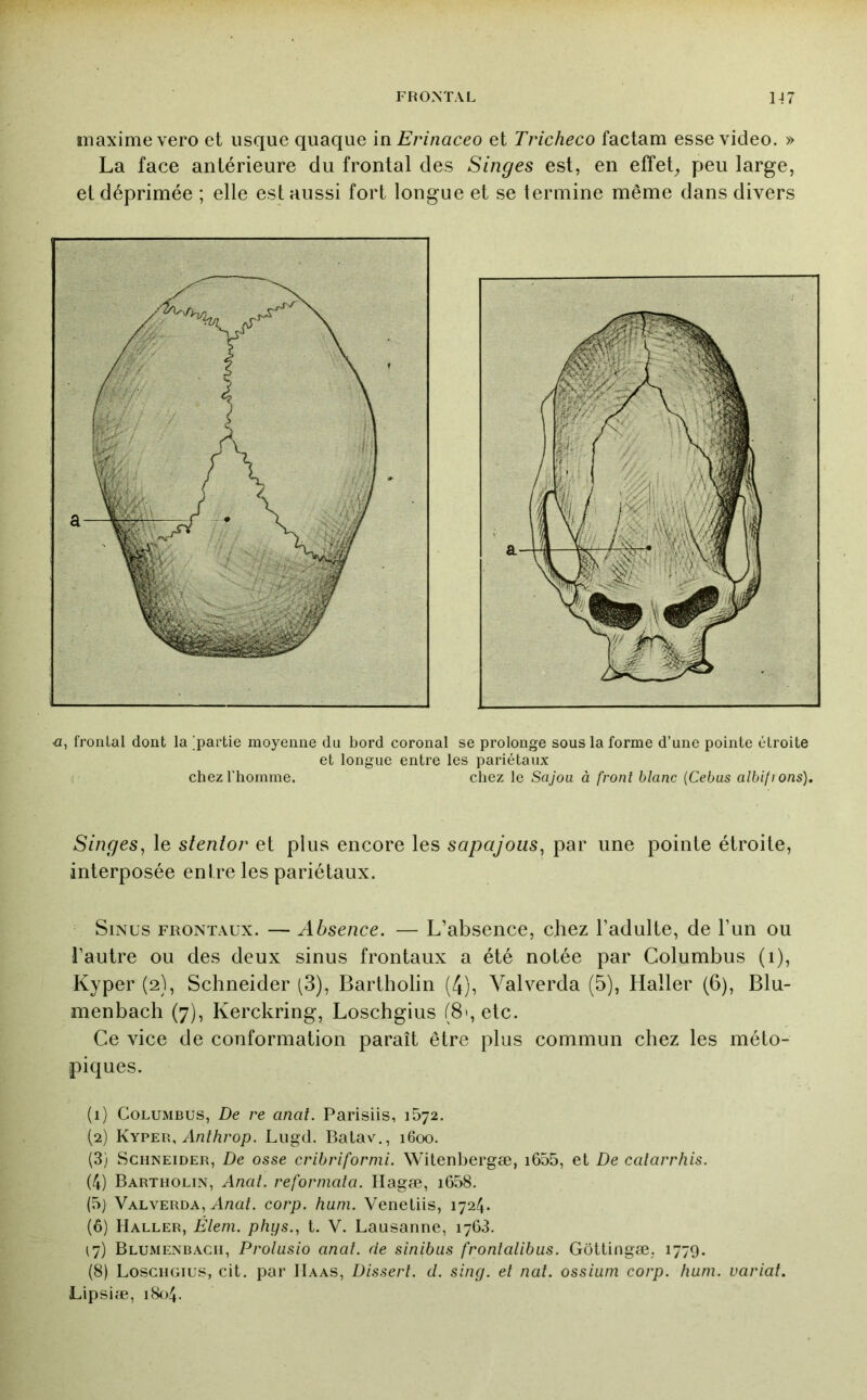 maxime vero et usque quaque in Erinaceo et Tricheco factam esse video. » La face antérieure du frontal des Singes est, en effets peu large, et déprimée ; elle est aussi fort longue et se termine même dans divers ■a, frontal dont la partie moyenne du bord coronal se prolonge sous la forme d’une pointe étroite et longue entre les pariétaux chez l'homme. chez le Sajou à front blanc {Cebas albifions). Singes^ le stentor et plus encore les sapajous, par une pointe étroite, interposée entre les pariétaux. Sinus frontaux. — Absence. — L’absence, chez l’adulte, de l’un ou l’autre ou des deux sinus frontaux a été notée par Columbus (i), Kyper (2), Schneider (3), Bartholin (4), Valverda (5), Haller (6), Blu- menbach (7), Kerckring, Loschgius (8', etc. Ce vice de conformation paraît être plus commun chez les méto- piques. (1) Columbus, De re anal. Parisiis, 1572. (2) Anthrop. Lugd. Batav., 1600. (3) Schneider, De osse cribrifornii. Witenbergæ, i655, et De calarrhis. (4) Bartholin, Anal, reformata. Ilagæ, i658. (5) Valverda, Anal. corp. hum. Veneliis, 1724. (6) Haller, Éleni. phys., t. V. Lausanne, 1768. (7) Blumenbach, Prolusio anal, de sinibus frontalibus. Gôttingæ; 1779. (8) Loschgius, cit. par Haas, Dissert. d. sing. et nal. ossiiim corp. hum. variai. Lipsiæ, 1804.