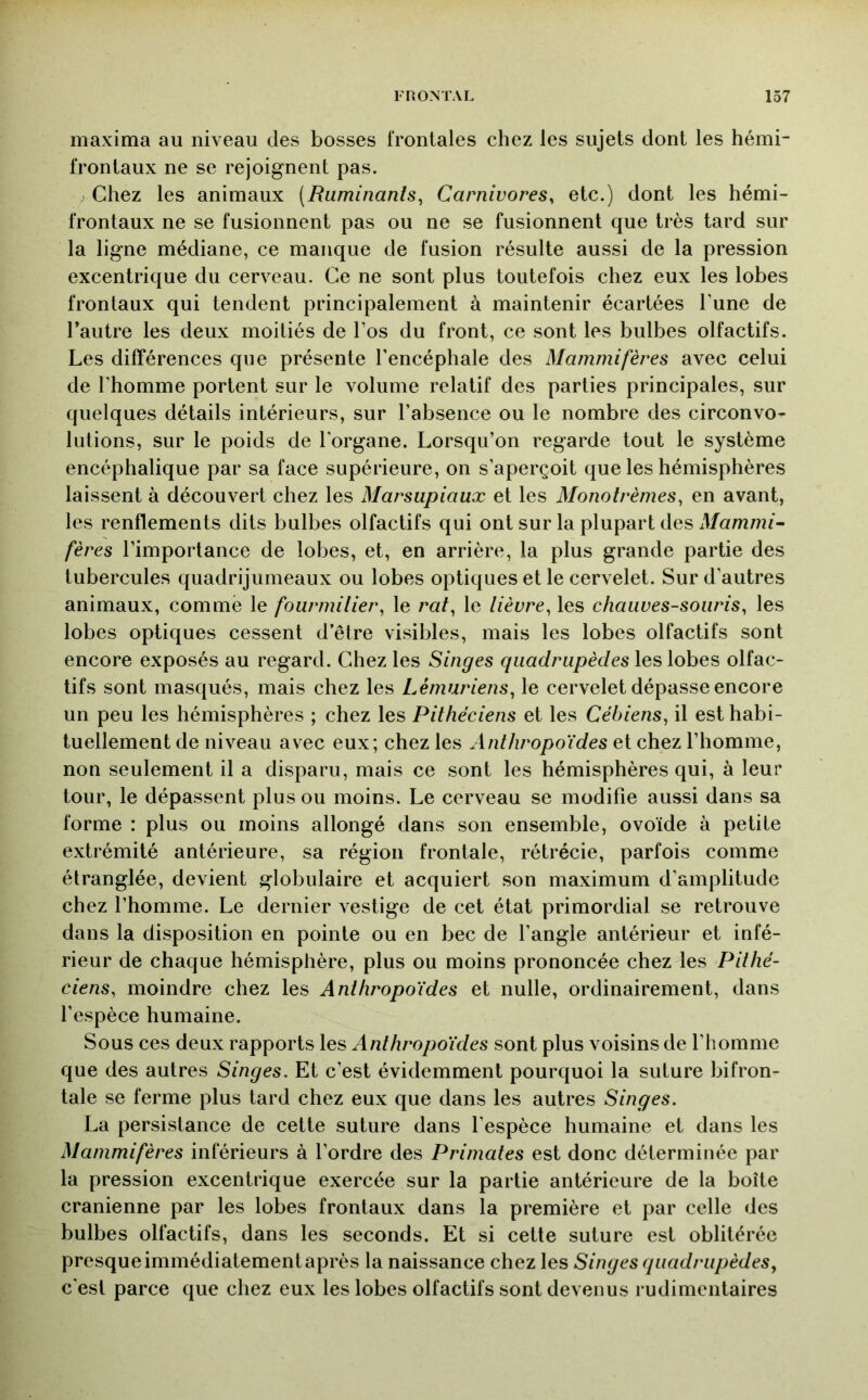 maxima au niveau des bosses frontales chez les sujets dont les hémi- frontaux ne se rejoignent pas. Chez les animaux [Ruminants^ Carnivores^ etc.) dont les hémi- frontaux ne se fusionnent pas ou ne se fusionnent que très tard sur la ligne médiane, ce manque de fusion résulte aussi de la pression excentrique du cerveau. Ce ne sont plus toutefois chez eux les lobes frontaux qui tendent principalement à maintenir écartées Tune de l’autre les deux moitiés de l’os du front, ce sont les bulbes olfactifs. Les différences que présente l’encéphale des Mammifères avec celui de l’homme portent sur le volume relatif des parties principales, sur quelques détails intérieurs, sur l’absence ou le nombre des circonvo- lutions, sur le poids de l’organe. Lorsqu’on regarde tout le système encéphalique par sa face supérieure, on s’aperçoit que les hémisphères laissent à découvert chez les Marsupiaux et les Monotrèmes, en avant, les renflements dits bulbes olfactifs qui ont sur la plupart des d/ummf- fères l’importance de lobes, et, en arrière, la plus grande partie des tubercules quadrijumeaux ou lobes optiques et le cervelet. Sur d’autres animaux, comme le fourmilier^ le rat^ le lièvre, les chauves-souris, les lobes optiques cessent d’être visibles, mais les lobes olfactifs sont encore exposés au regard. Chez les Singes quadrupèdes les lobes olfac- tifs sont masqués, mais chez les Lémuriens, le cervelet dépasse encore un peu les hémisphères ; chez les Pilhéciens et les Cébiens, il est habi- tuellement de niveau avec eux; chez les Anlhropoïdes et chez l’homme, non seulement il a disparu, mais ce sont les hémisphères qui, à leur tour, le dépassent plus ou moins. Le cerveau se modifie aussi dans sa forme : plus ou moins allongé dans son ensemble, ovoïde à petite extrémité antérieure, sa région frontale, rétrécie, parfois comme étranglée, devient globulaire et acquiert son maximum d’amplitude chez l’homme. Le dernier vestige de cet état primordial se retrouve dans la disposition en pointe ou en bec de l’angle antérieur et infé- rieur de chaque hémisphère, plus ou moins prononcée chez les Pilhé- ciens, moindre chez les Anlhropoïdes et nulle, ordinairement, dans l’espèce humaine. Sous ces deux rapports les Anlhropoïdes sont plus voisins de l’homme que des autres Singes. Et c’est évidemment pourquoi la suture bifron- tale se ferme plus tard chez eux que dans les autres Singes. La persistance de cette suture dans l’espèce humaine et dans les Mammifères inférieurs à l’ordre des Primates est donc déterminée par la pression excentrique exercée sur la partie antérieure de la boîte crânienne par les lobes frontaux dans la première et par celle des bulbes olfactifs, dans les seconds. Et si cette suture est oblitérée presqueimmédiatementaprès la naissance chez les Singes quadrupèdes, c’est parce que chez eux les lobes olfactifs sont devenus rudimentaires