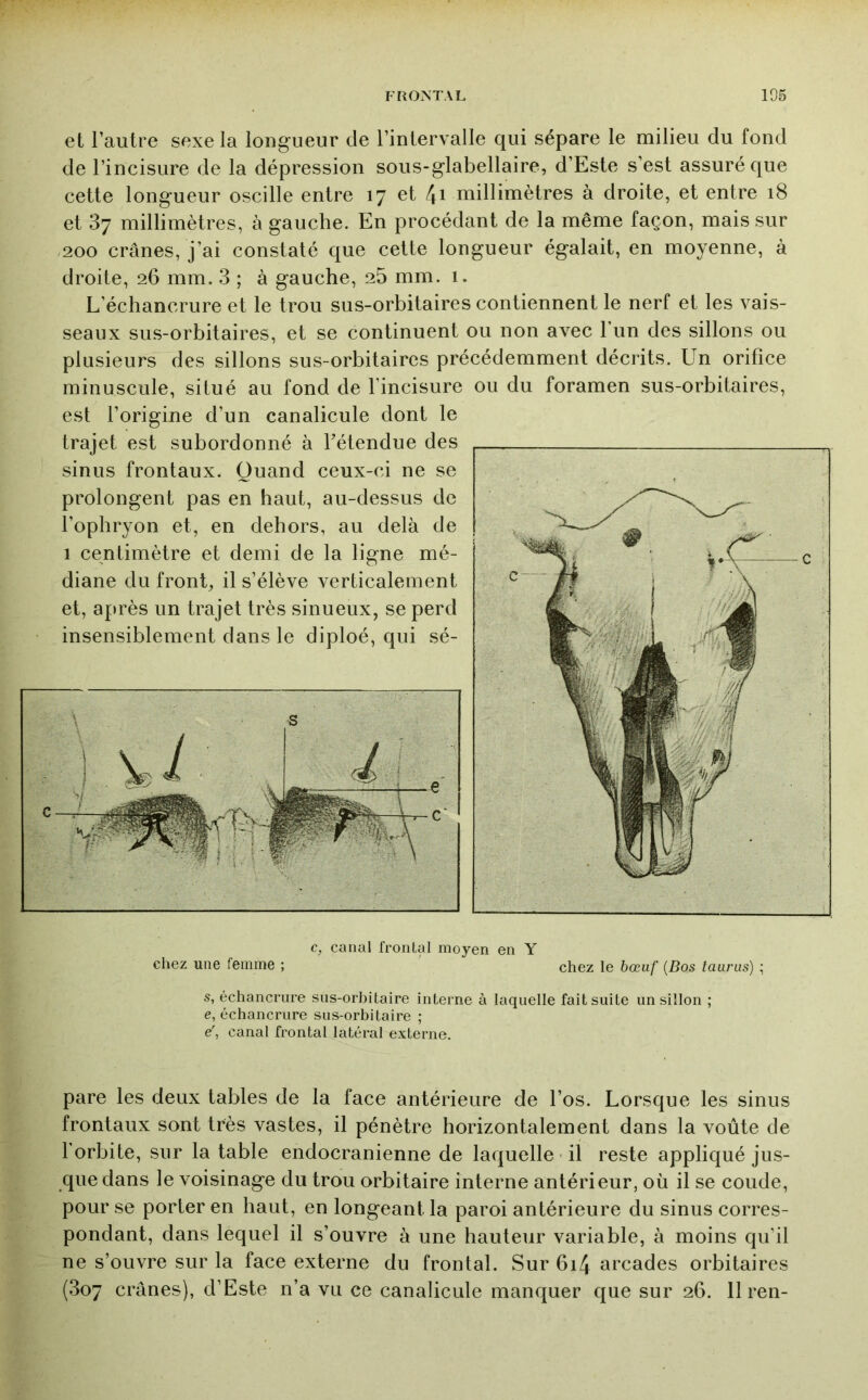 et l’autre sexe la longueur de l’intervalle qui sépare le milieu du fond de l’incisure de la dépression sous-glabellaire, d’Este s’est assuré que cette longueur oscille entre 17 et 4i millin^ètres à droite, et entre 18 et 37 millimètres, à gauche. En procédant de la même façon, mais sur ,200 crânes, j’ai constaté que cette longueur égalait, en moyenne, à droite, 26 mm. 3 ; à gauche, 25 mm. 1. L’échancrure et le trou sus-orbitaires contiennent le nerf et les vais- seaux sus-orbitaires, et se continuent ou non avec l’im des sillons ou plusieurs des sillons sus-orbitaires précédemment décrits. Un orifice minuscule, situé au fond de fincisure ou du foramen sus-orbitaires, est l’origine d’un canalicule dont le trajet est subordonné à fétendue des sinus frontaux. Quand ceux-ci ne se prolongent pas en haut, au-dessus de l’ophryon et, en dehors, au delà de 1 centimètre et demi de la ligne mé- diane du front, il s’élève verticalement et, après un trajet très sinueux, se perd insensiblement dans le diploé, qui sé- c, canal frontal moyen en Y chez une femme ; ' chez le bœuf {Dos taurus) ; s, échancrure sus-orbitaire interne à laquelle fait suite un sillon ; e, échancrure sus-orbitaire ; e', canal frontal latéral externe. pare les deux tables de la face antérieure de l’os. Lorsque les sinus frontaux sont très vastes, il pénètre horizontalement dans la voûte de forbite, sur la table endocranienne de laquelle il reste appliqué jus- que dans le voisinage du trou orbitaire interne antérieur, où il se coude, pour se porter en haut, en longeant la paroi antérieure du sinus corres- pondant, dans lequel il s’ouvre à une hauteur variable, à moins qu’il ne s’ouvre sur la face externe du frontal. Sur 6i4 arcades orbitaires