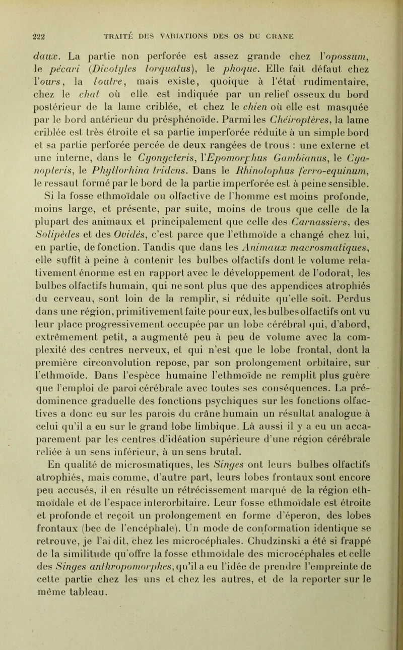 daiix. La partie non perforée est assez grande chez Vopossiim, le pécari {Dicoiyles torquahis), le phoque. Elle fait défaut chez l’owcs, la loutre^ mais existe, quoique à l’état rudimentaire, chez le chat où elle est indiquée par un relief osseux du bord postérieur de la lame criblée, et chez le chien où elle est masquée par le bord antérieur du présphénoïde. Parmi les Chéiroptères, la lame criblée est très étroite et sa partie imperforée réduite à un simple bord et sa partie perforée percée de deux rangées de trous : une externe et une interne, dans le Cyonycteris, VEpomorphus Ganibianiis, le Cya- nopteris, le Phyllorhina fridcns. Dans le Rhinolophus ferro-eqiiinum, le ressaut formé par le bord de la partie imperforée est à peine sensible. Si la fosse ethmoïdale ou olfactive de l’homme est moins profonde, moins large, et présente, par suite, moins de trous que celle de la plupart des animaux et principalement que celle des Carnassiers, des Solipèdes et des Ovidés, c’est parce que l’ethmoïde a changé chez lui, en partie, de fonction. Tandis que dans les xinimaiix niacrosmatiqiies, elle suffît à peine à contenir les bulbes olfactifs dont le volume rela- tivement énorme est en rapport avec le développement de l’odorat, les bulbes olfactifs humain, qui ne sont plus que des appendices atrophiés du cerveau, sont loin de la remplir, si réduite qu’elle soit. Perdus dans une région, primitivement faite pour eux, les bulbes olfactifs ont vu leur place progressivement occupée par un lobe cérébral qui, d’abord, extrêmement petit, a augmenté peu à peu de volume avec la com- plexité des centres nerveux, et qui n’est que le lobe frontal, dont la première circonvolution repose, par son prolongement orbitaire, sur l’ethmoïde. Dans l’espèce humaine l’ethmoïde ne remplit plus guère que l’emploi de paroi cérébrale avec toutes ses conséquences. La pré- dominence graduelle des fonctions psychiques sur les fonctions olfac- tives a donc eu sur les parois du crâne humain un résultat analogue à celui qu’il a eu sur le grand lobe lirnbique. Là aussi il y a eu un acca- parement par les centres d’idéation supérieure d’une région cérébrale reliée à un sens inférieur, à un sens brutal. En qualité de microsmatiques, les Sinyes ont leurs bulbes olfactifs atrophiés, mais comme, d’autre part, leurs lobes frontaux sont encore peu accusés, il en résulte un rétrécissement marqué de la région eth- moïdale et de l’espace interorbitaire. Leur fosse ethmoïdale est étroite et profonde et reçoit un prolongement en forme d’éperon, des lobes frontaux (bec de l’encéphale). Un mode de conformation identique se retrouve, je l’ai dit, chez les microcéphales. Ghudzinski a été si frappé de la similitude qu’olfre la fosse ethmoïdale des microcéphales et celle des Sinyes anthroj)onio)'phes,q[x'i\ a. eu l’idée de prendre l’empreinte de cette partie chez les uns et chez les autres, et de la reporter sur le même tableau.