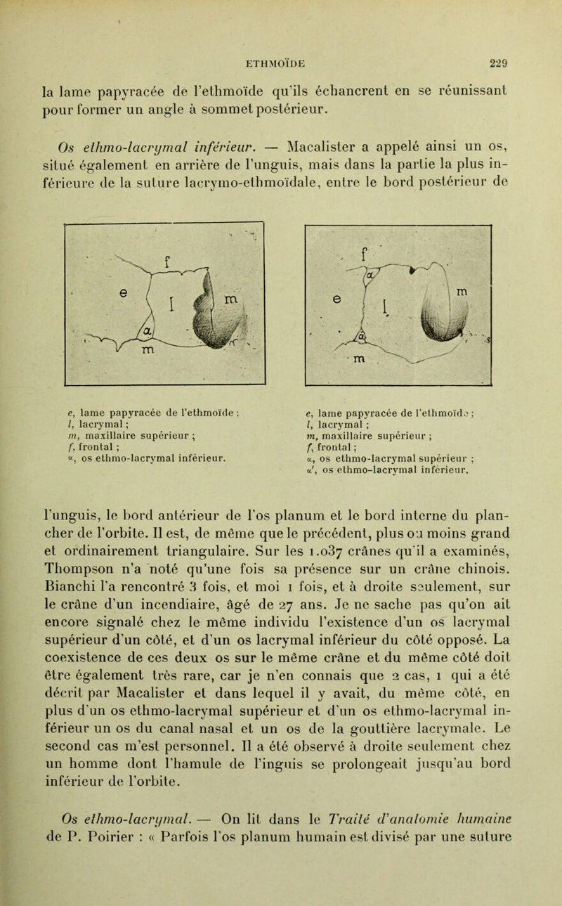 la lame papyracée de l’ethmoïde qu’ils écbancrent en se réunissant pour former un angle à sommet postérieur. Os ethmo-lacrymal inférieur. — Macalister a appelé ainsi un os, situé également en arrière de l’unguis, mais dans la partie la plus in- férieure de la suture lacrymo-ethmoïdale, entre le bord postérieur de e, lame papyracée de l’ethmoïde ; l, lacrymal ; m, maxillaire supérieur ; f, frontal ; a, OS ethmo-lacrymal inférieur. e, lame papyracée de l’ethmoïde ; l, lacrymal ; m, maxillaire supérieur ; f, frontal ; a, OS ethmo-lacrymal supérieur ; O.', os ethmo-lacrymal inférieur. l’iinguis, le bord antérieur de l’os planum et le bord interne du plan- cher de l’orbite. Il est, de même que le précédent, plus ou moins grand et ordinairement triangulaire. Sur les 1.087 crânes qu'il a examinés, Thompson n’a noté qu’une fois sa présence sur un crâne chinois. Bianchi l’a rencontré 3 fois, et moi i fois, et à droite seulement, sur le crâne d’un incendiaire, âgé de 27 ans. Je ne sache pas qu’on ait encore signalé chez le même individu l’existence d’un os lacrymal supérieur d’un côté, et d’un os lacrymal inférieur du côté opposé. La coexistence de ces deux os sur le même crâne et du même côté doit être également très rare, car je n’en connais que 2 cas, 1 qui a été décrit par Macalister et dans lequel il y avait, du même côté, en plus d’un os ethmo-lacrymal supérieur et d’un os ethmo-lacrymal in- férieur un os du canal nasal et un os de la gouttière lacrymale. Le second cas m’est personnel. Il a été observé à droite seulement chez un homme dont l’hamule de l’inguis se prolongeait jusqu’au bord inférieur de l’orbite. Os elhmo-lacrLjnml. — On lit dans le Traité d'anatomie humaine de P. Poirier : « Parfois l’os planum humain est divisé par une suture