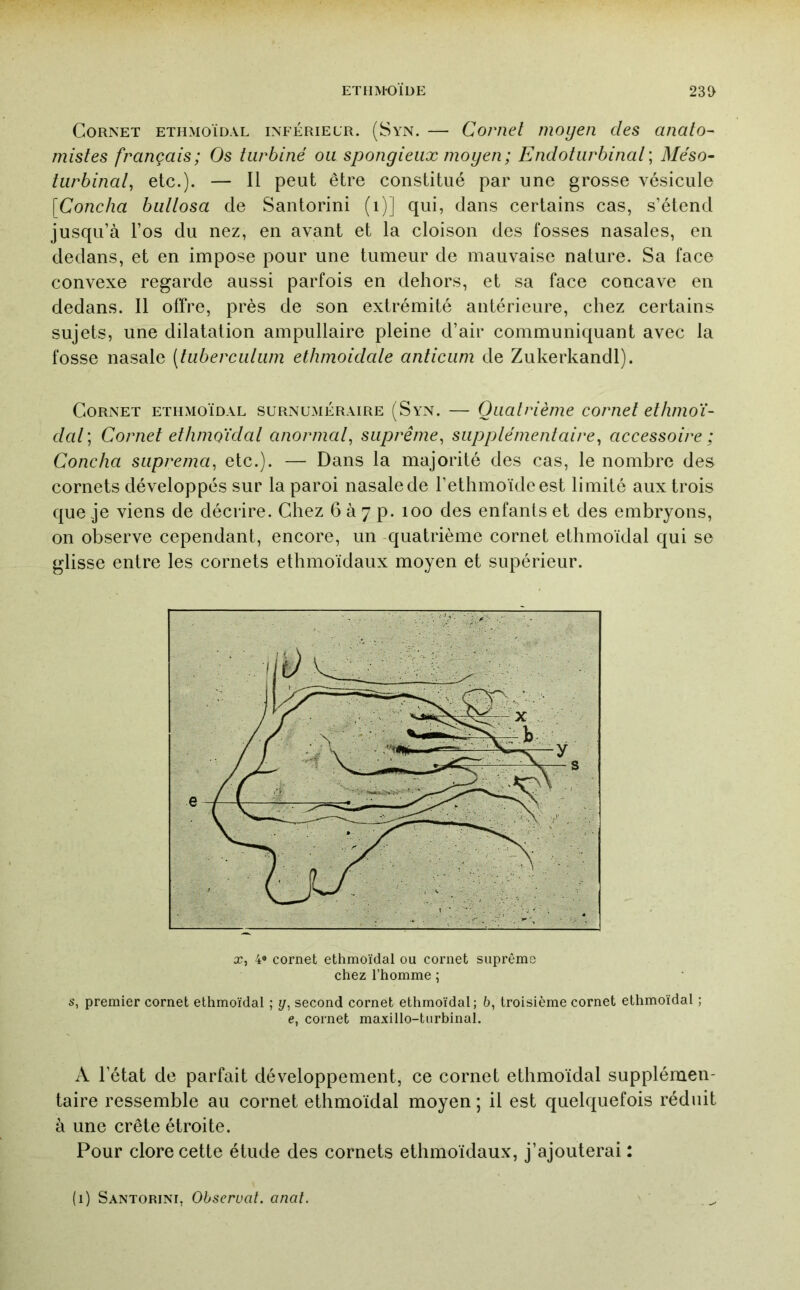 Cornet ethmoïdal inférieur. (Syn. — Cornet moyen des anato- mistes français; Os turbiné ou spongieux moyen; Endoturbinal\ Méso- turbinât^ etc.). — Il peut être constitué par une grosse vésicule [Concha buttosa de Santorini (i)] qui, clans certains cas, s’étend jusqu’à l’os du nez, en avant et la cloison des fosses nasales, en dedans, et en impose pour une tumeur de mauvaise nature. Sa face convexe regarde aussi parfois en dehors, et sa face concave en dedans. Il offre, près de son extrémité antérieure, chez certains sujets, une dilatation ampullaire pleine d’air communicjuant avec la fosse nasale (tubercutum ethmoidate anticum de Zukerkandl). Cornet ethmoïdal surnuméraire (Syn. — Quatrième cornet ethmoi- dat] Cornet ethmo'idat anormat, suprême^ supptémentaire^ accessoire ; Concha siiprema, etc.). — Dans la majorité des cas, le nombre des cornets développés sur la paroi nasale de l’ethmoïdeest limité aux trois que je viens de décrire. Chez 6 à 7 p. 100 des enfants et des embryons, on observe cependant, encore, un quatrième cornet ethmoïdal qui se glisse entre les cornets ethmoïdaux moyen et supérieur. X, 4« cornet ethmoïdal ou cornet suprême chez l’homme ; s, premier cornet ethmoïdal ; y, second cornet ethmoïdal; 6, troisième cornet ethmoïdal ; e, cornet maxillo-turbinal. xV l’état de parfait développement, ce cornet ethmoïdal supplémen- taire ressemble au cornet ethmoïdal moyen ; il est quelquefois réduit à une crête étroite. Pour clore cette étude des cornets ethmoïdaux, j’ajouterai : (i) Santorini, Observai, anal.