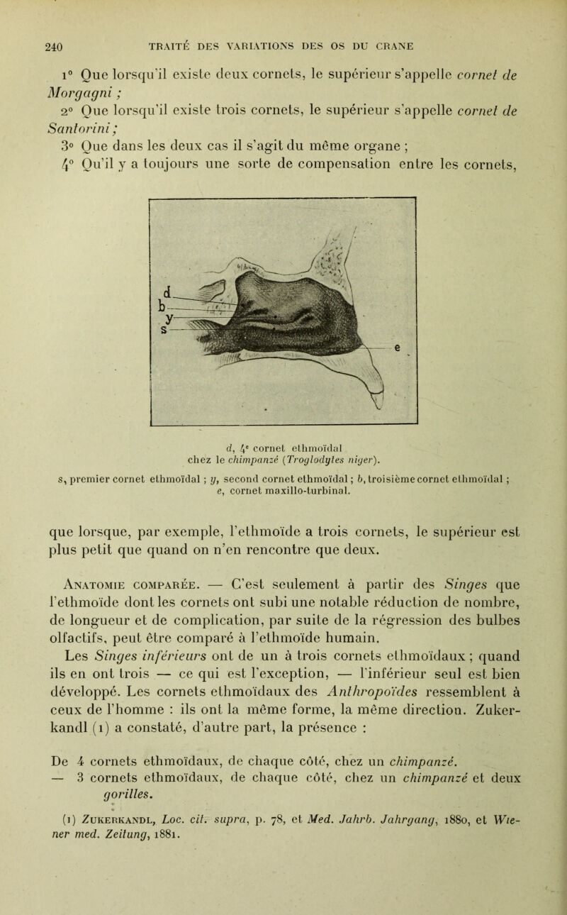 1° Que lorsqu’il existe deux cornets, le supérieur s’appelle cornet de Morgagni ; 2® Que lorsqu’il existe trois cornets, le supérieur s’appelle cornet de Santorini ; 3° Que dans les deux cas il s’agit du même organe ; 4^^ Qu’il y a toujours une sorte de compensation entre les cornets, s, premier cornet ethmoïdal ; y, second cornet ethmoïdal ; 5, troisième cornet ethmoïdal ; e, cornet maxillo-turbinal. que lorsque, par exemple, l’ethmoïde a trois cornets, le supérieur est plus petit que quand on n’en rencontre que deux. Anatomie comparée. — C’est seulement à partir des Singes que l’ethmoïde dont les cornets ont subi une notable réduction de nombre, de longueur et de complication, par suite de la régression des bulbes olfactifs, peut être comparé à l’ethmoïde humain. Les Singes inférieurs ont de un à trois cornets ethmoïdaux ; quand ils en ont trois — ce qui est l’exception, — l’inférieur seul est bien développé. Les cornets ethmoïdaux des Anthropoïdes ressemblent à ceux de l’homme : ils ont la même forme, la même direction. Zuker- kandl (i) a constaté, d’autre part, la présence : De 4 cornets ethmoïdaux, de chaque côté, chez un chimpanzé. — 3 cornets ethmoïdaux, de chaque côté, chez un chimpanzé et deux gorilles. (i) Zukerkandl, Loc. cil. supra, p. 78, et Med. .Jahrb. Jahrgang, 1880, et Wie- ner med. Zeitung, 1881.